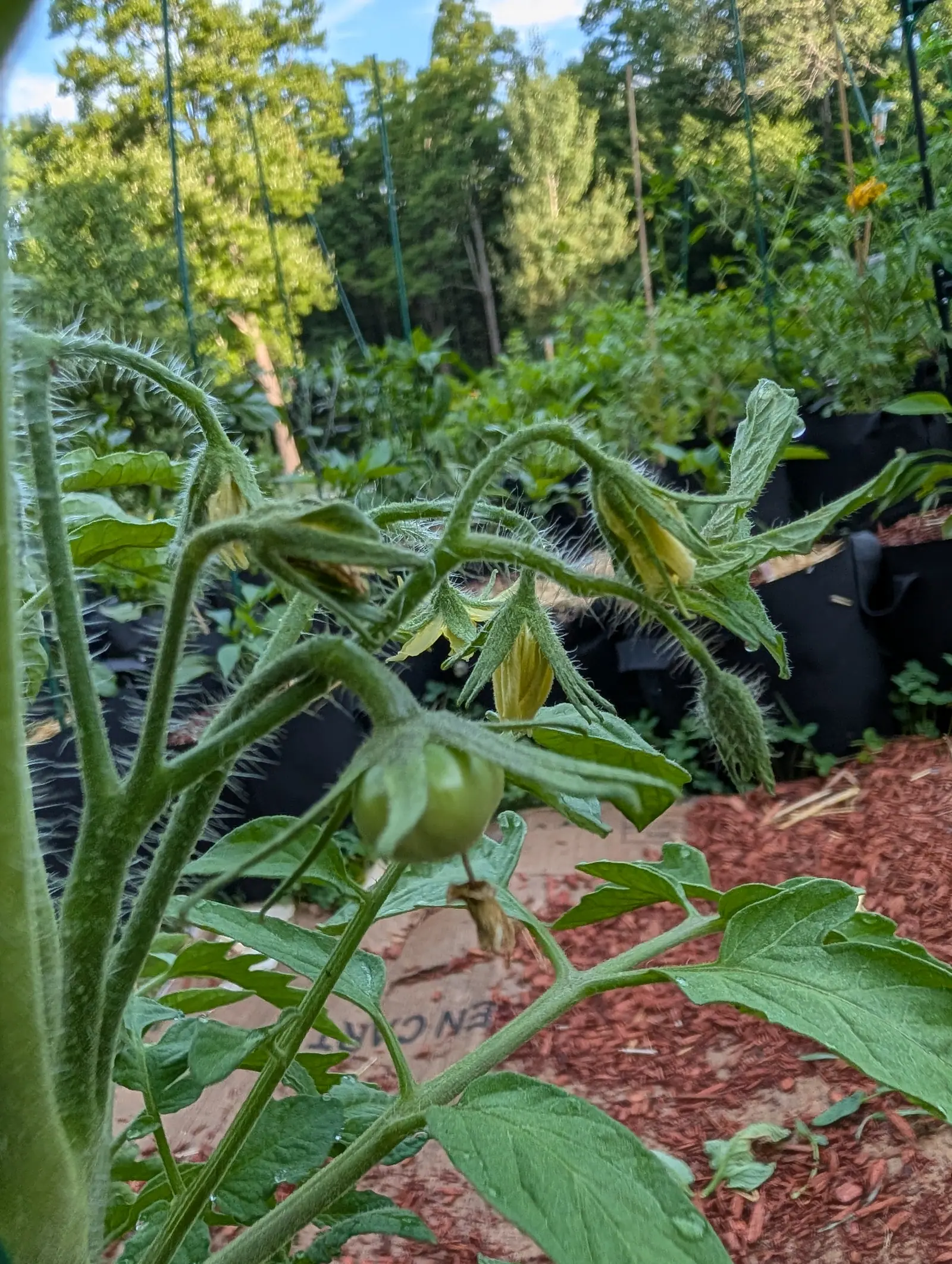 A Margaret Curtain tomato on 17 July shot from below into low sun, every long stiff hair on stem and sepal lit white from behind, five or six pale yellow flowers nodding along the truss — some still furled into a cone, some reflexed right back.