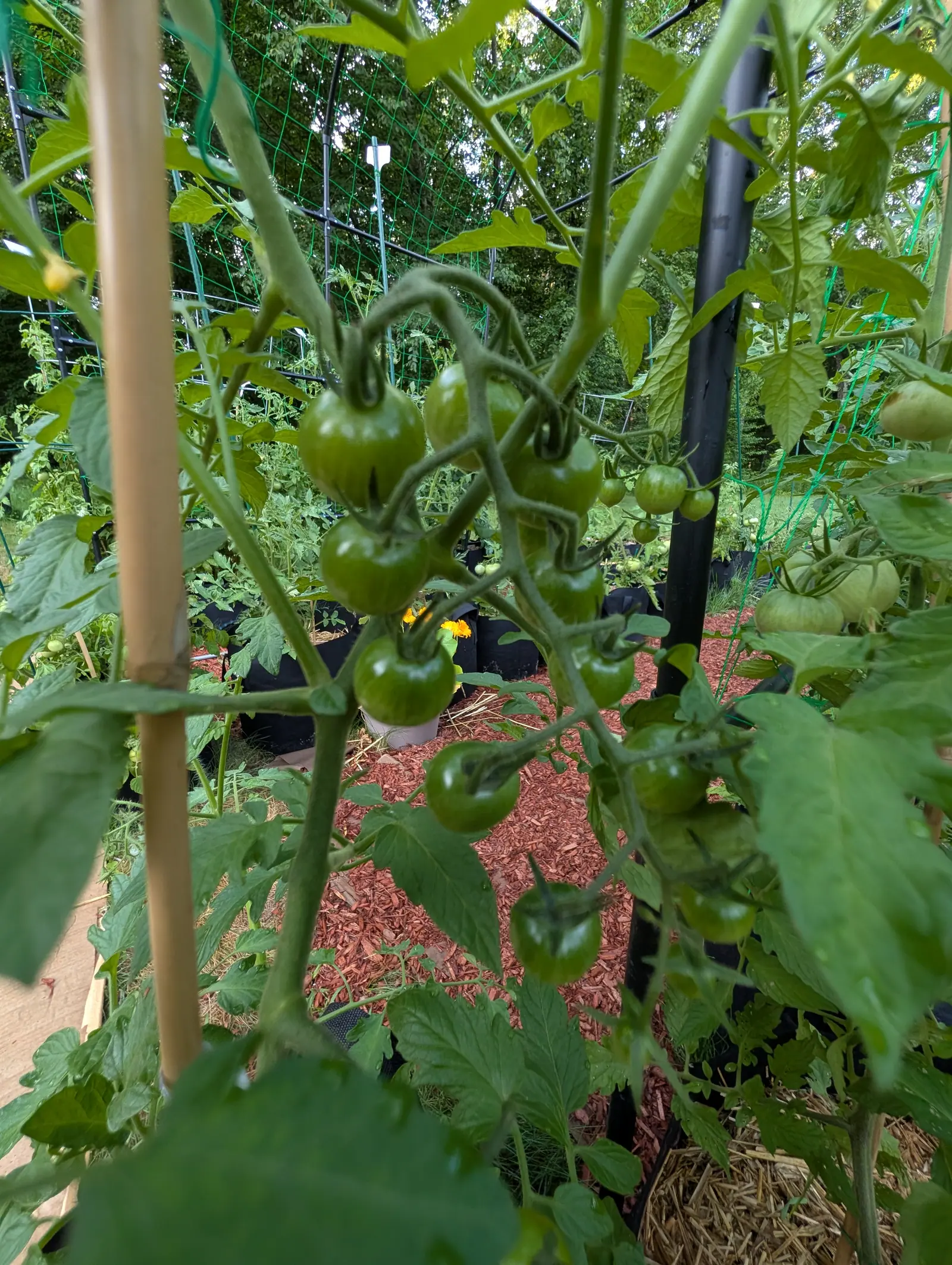 Super Sweet 100 tomatoes on 17 July, one branching truss snaking down through the plant with a dozen or more glossy green fruit on a zigzagging rachis, the shoulders faintly striped darker and the youngest at the far end still pea-sized.