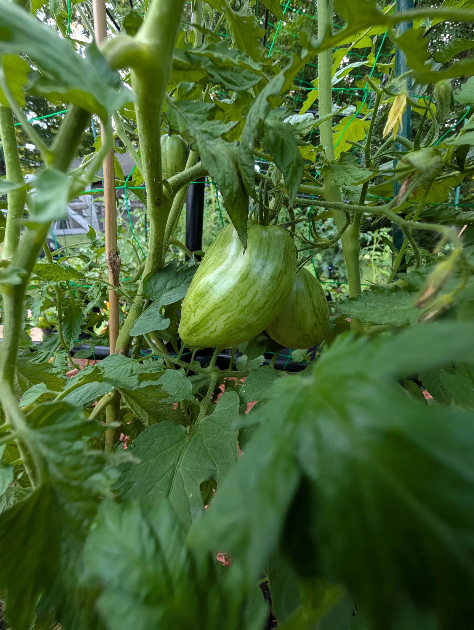 Speckled Roman tomatoes on 17 July, two long plum-shaped fruits still pale yellow-green and overlaid with many fine darker green streaks running their whole length, matte under a faint bloom rather than glossy, in soft flat light.