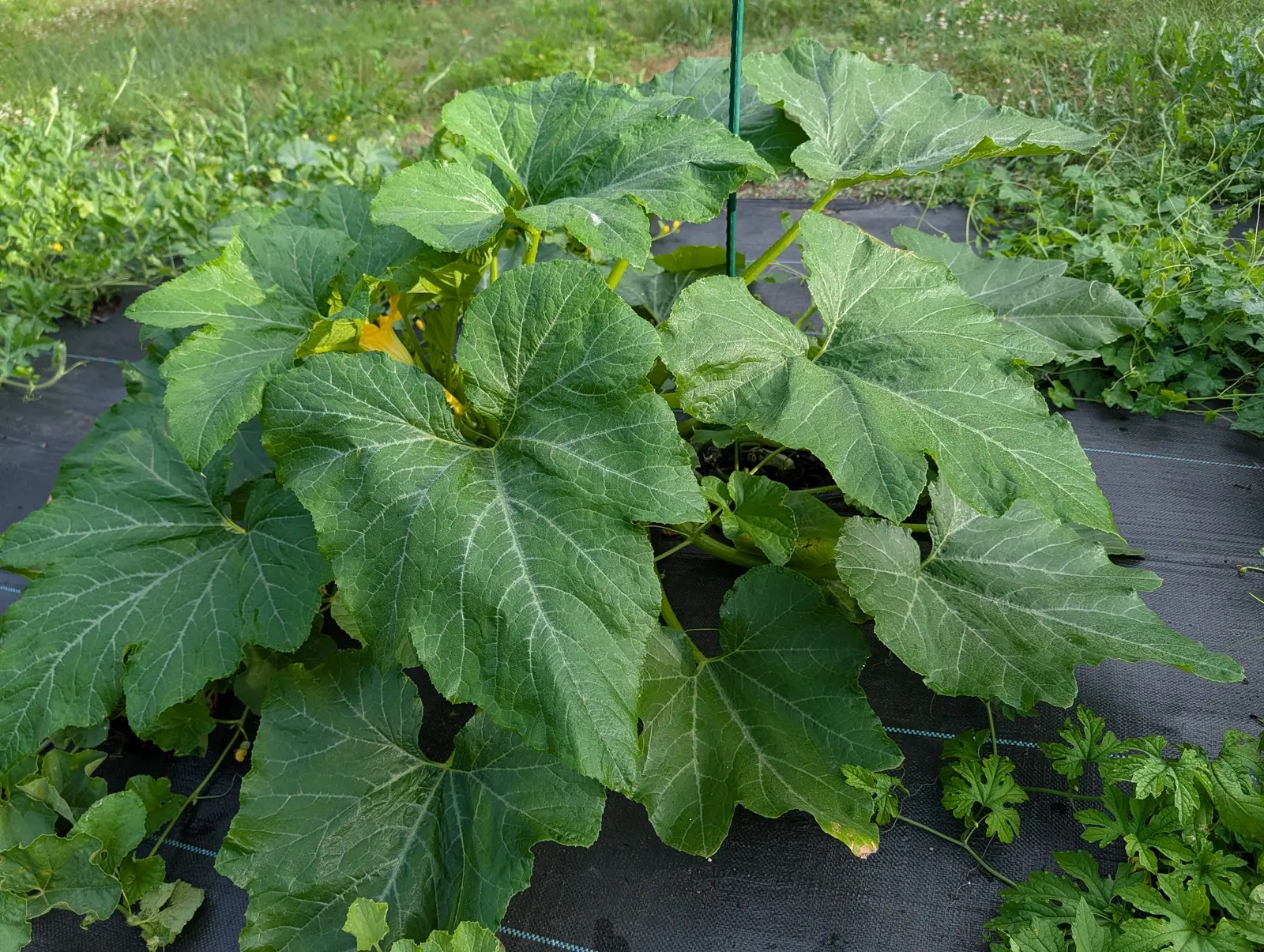 A cucurbit on 17 July, all crown and no runners, huge leaves radiating from one short stem with a broad silvery band along every vein, and one deep orange trumpet half-hidden behind a leaf with two small dark insects sitting on its petals.