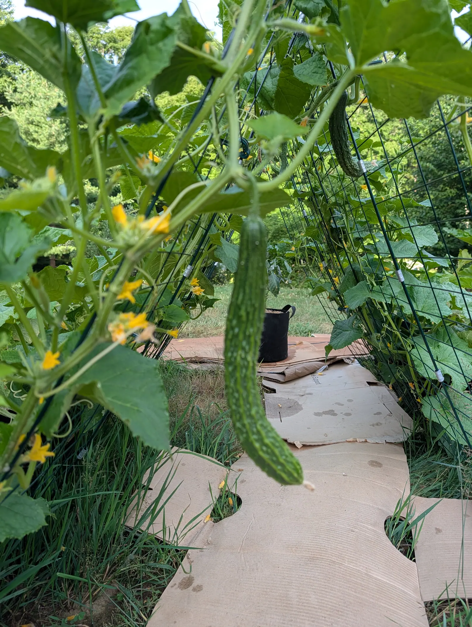 A Suyo Long cucumber on 17 July hanging straight down the corridor between two leaning trellis panels, its long slender body running in continuous shallow ridges studded with pale-tipped warts, in low warm side light with long shadows.