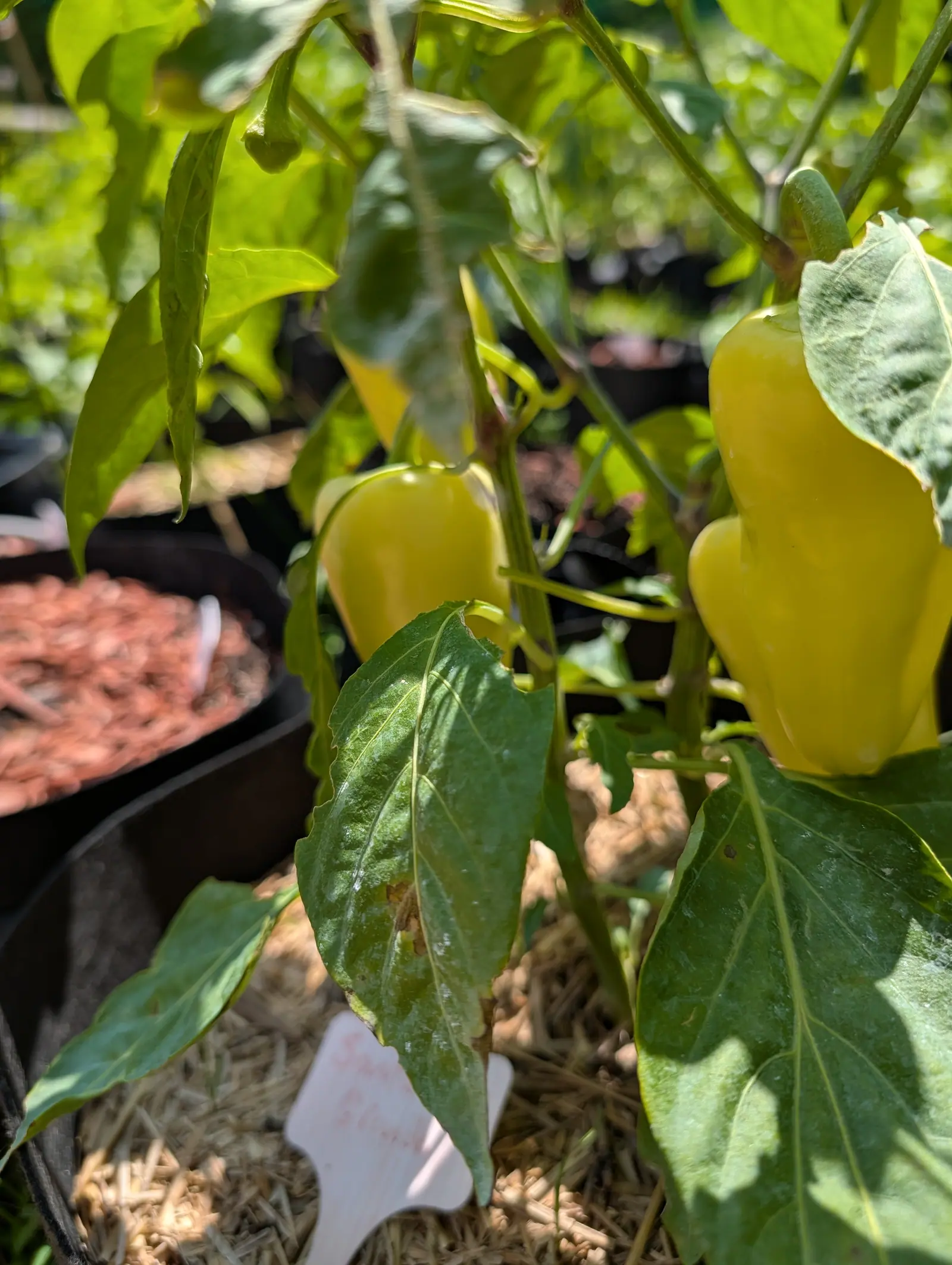Santa Fe Grande peppers on 20 July, three or four butter-yellow cones greening slightly at the shoulder with one faint crease down the near side, in hard direct midday sun that cuts the frame into bright highlight and deep shadow.