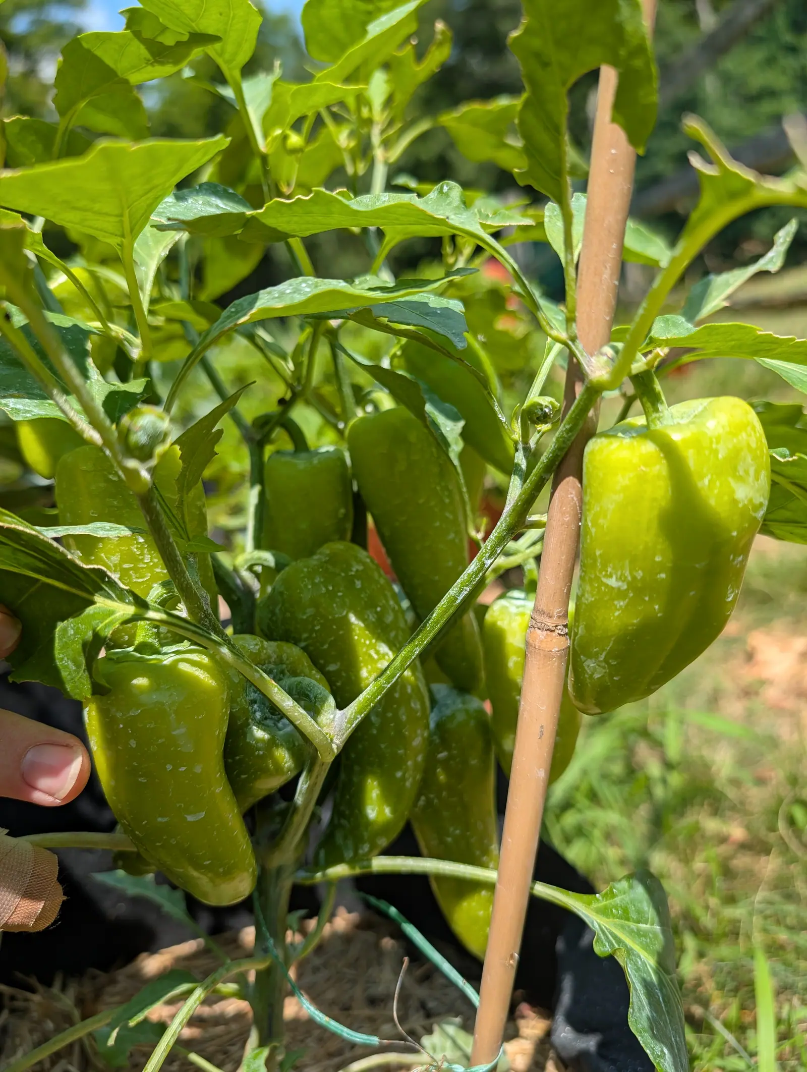 Pick-N-Pop Yellow peppers on 20 July, eight or nine blocky wedges crowding one plant, the sunlit ones bright yellow-green and those under the canopy far deeper, one creased down its side — a bandaged finger holding the leaves back at the edge.