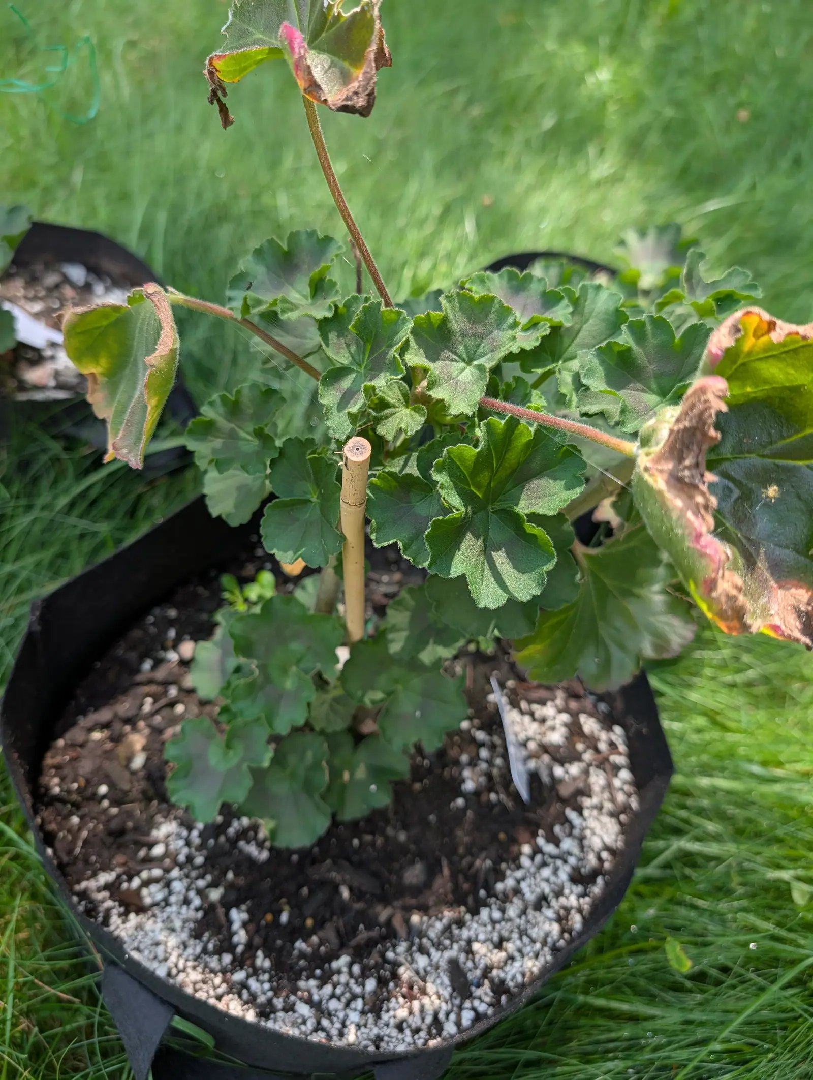 A geranium on 20 July with not one flower or bud on it, about fifteen kidney-shaped leaves ruffled and finely toothed at every margin, each edge picked out white by the short hairs standing off it in low warm side light.