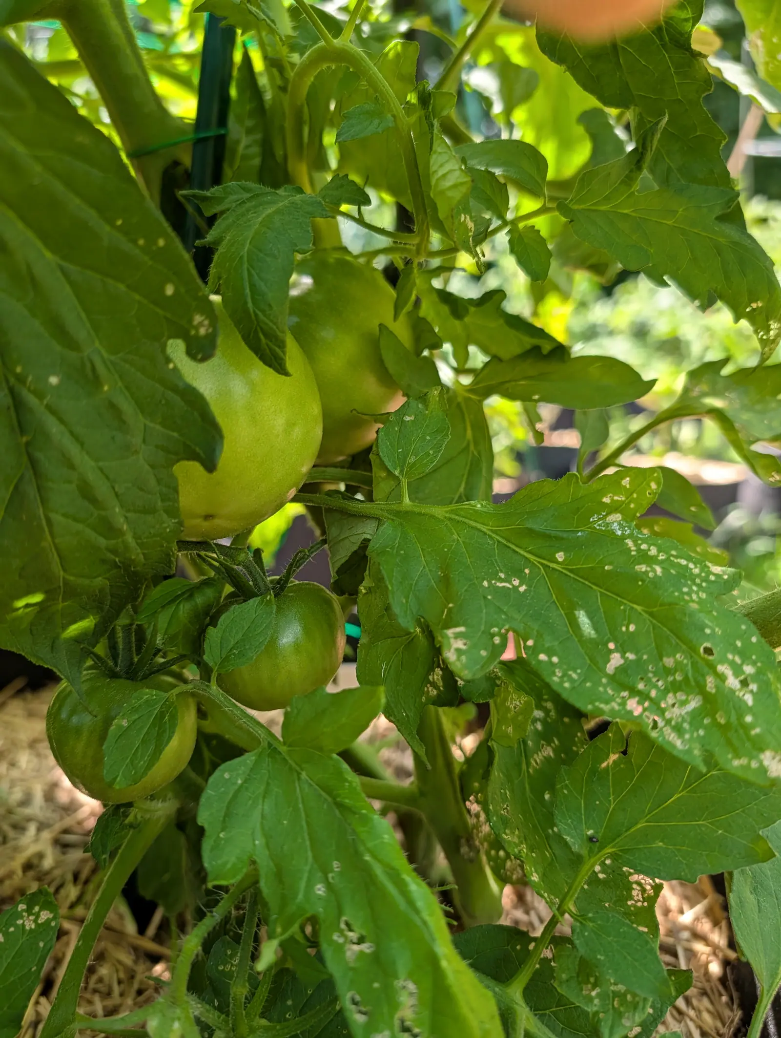 Big Boy tomatoes on 20 July, four or five green globes sitting together with no color break in any of them — the largest matte and pale under a bloom, the two below glossier, darker and flecked pale — in dappled sun cut with deep shade.