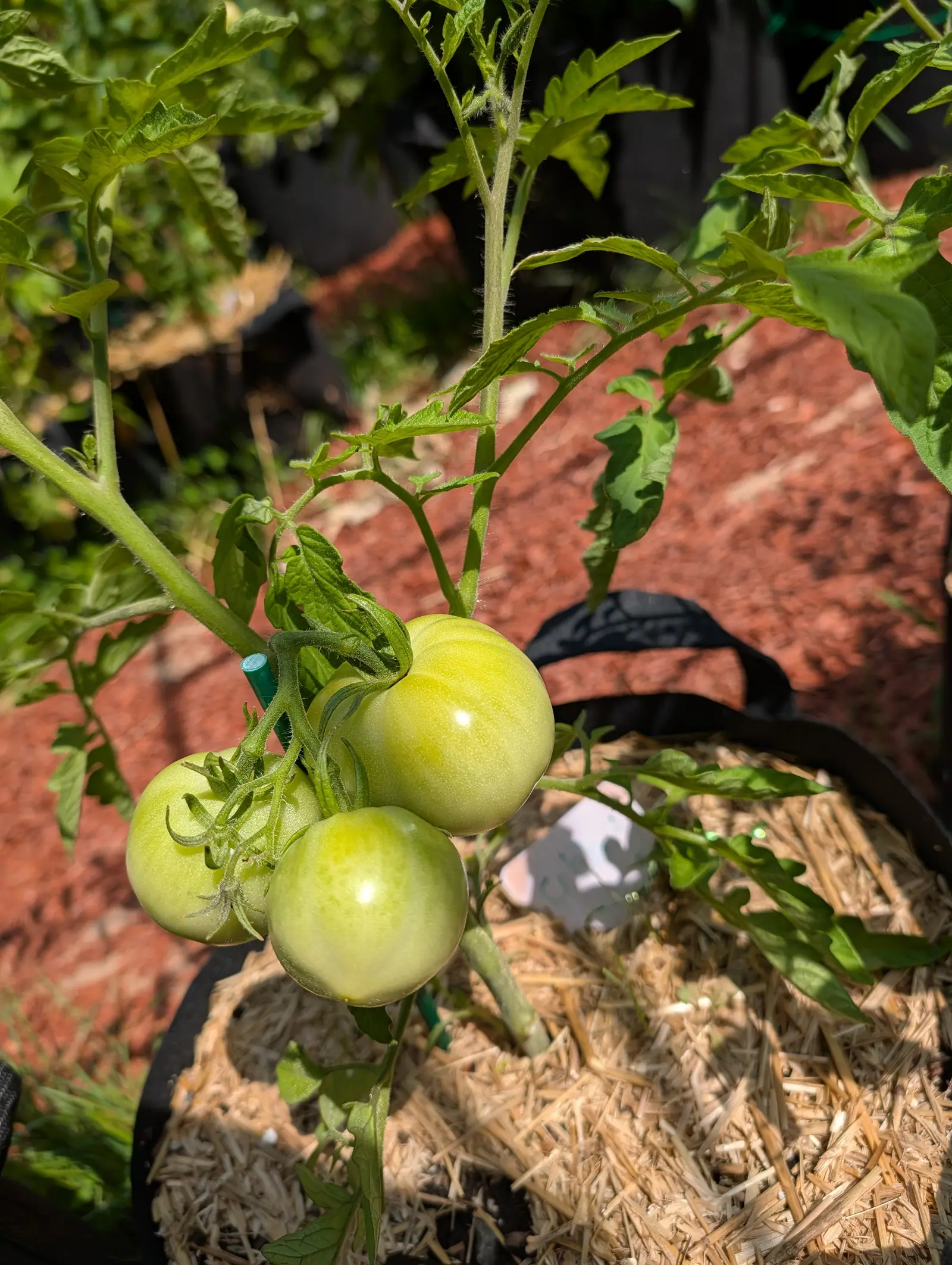 Celebrity tomatoes on 20 July, three on one cluster, whitish-green going yellower at the shoulders with faint darker stripes radiating out from the stem end, each carrying a single hard specular highlight in direct overhead sun.