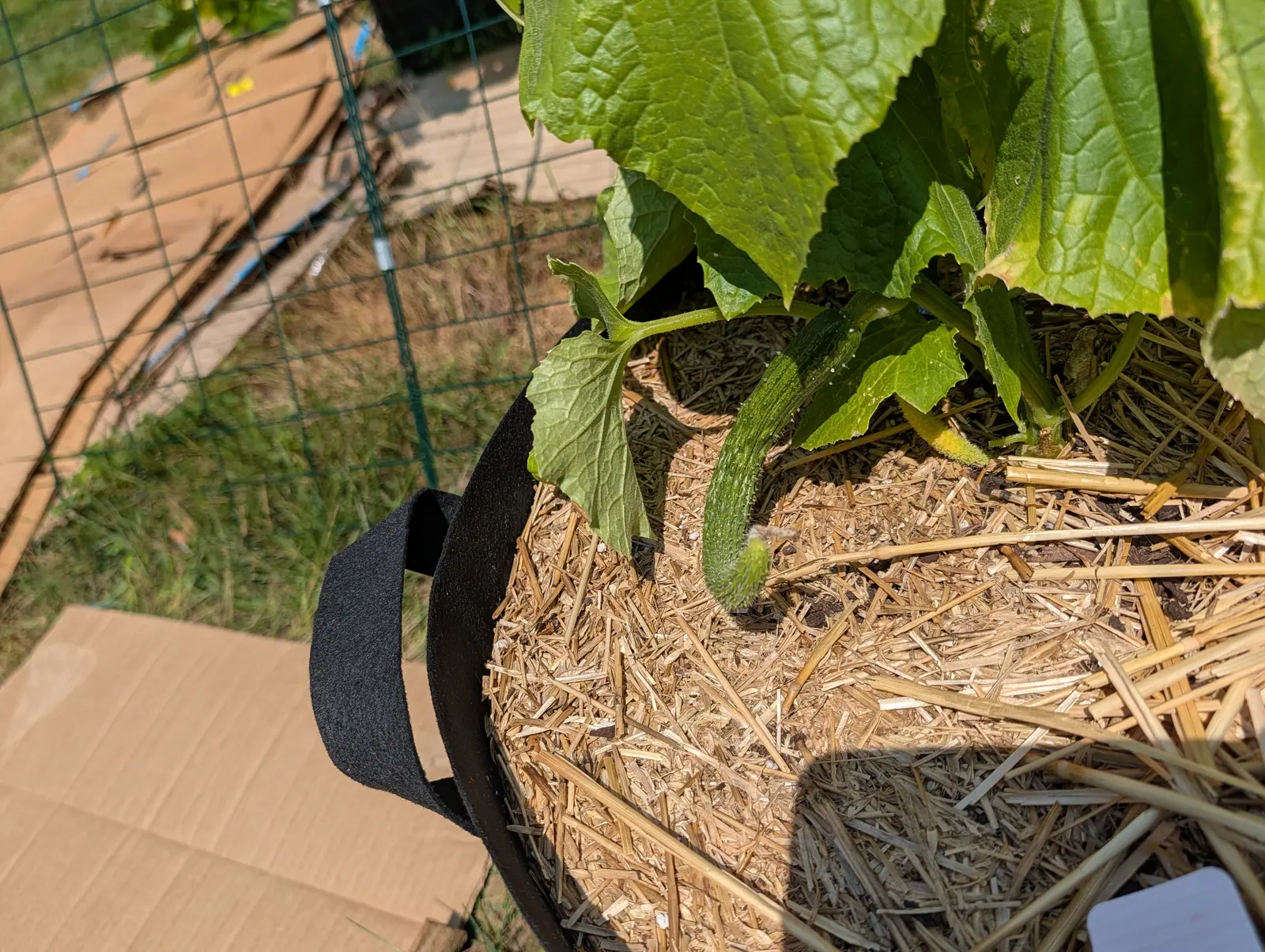 A Suyo Long cucumber on 20 July resting on the mulch rather than hanging free, deep green in the grooves and dusty gray-green along the ridges, prickled all over white and still wearing its withered flower at the tip, in hard high sun.
