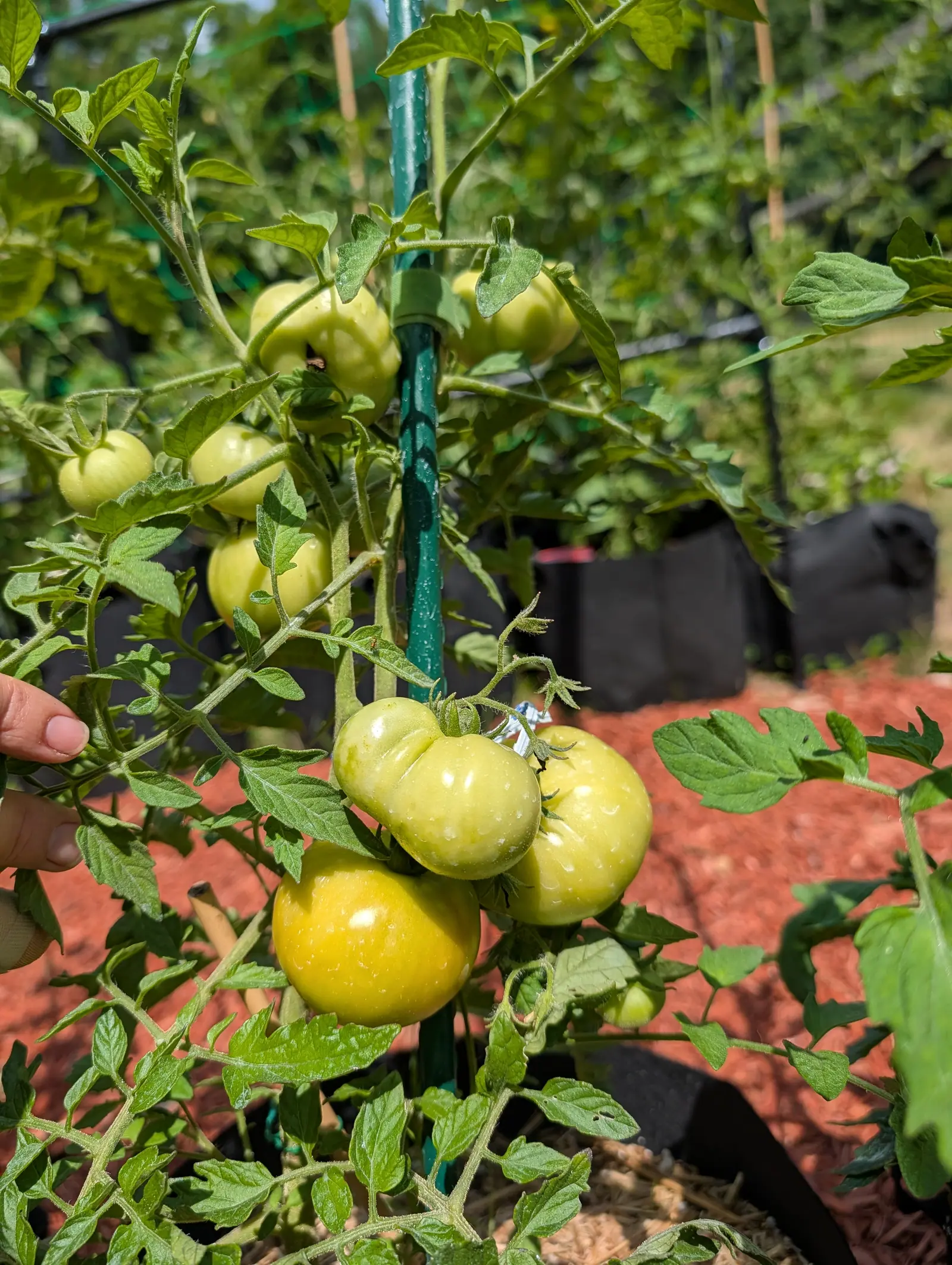 Oregon Spring tomatoes on 20 July, at least eight on one plant at once — the lowest three flushed creamy yellow on the sunlit side, the largest ribbed and flattened across the shoulder — beaded with water, a hand holding a branch aside.