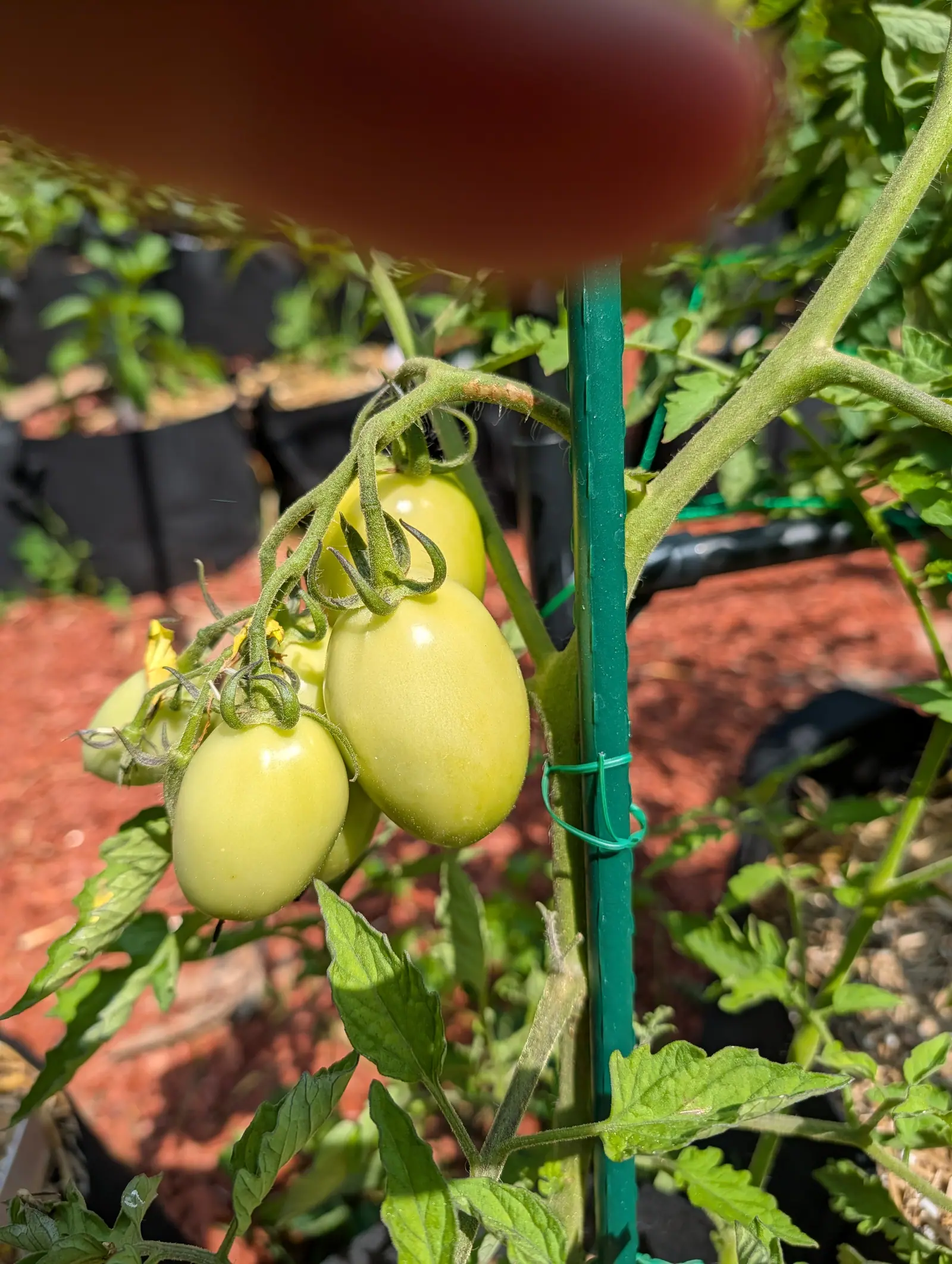 Granadero tomatoes on 20 July, four or five pale plum-shaped fruits on an arching truss with an obvious knuckle joint partway along it, their sepals hooked back over each shoulder, two spent yellow flowers still at the far end in hard sun.