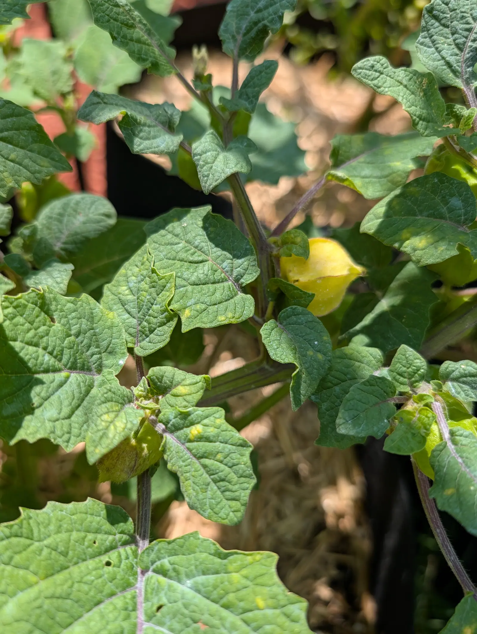 A Pineapple tomatillo on 20 July, one husk turned clear bright yellow and split along a seam so the smooth fruit inside shows through, its five ribbed angles meeting in a point, picked out by strong sun against shaded leaves.