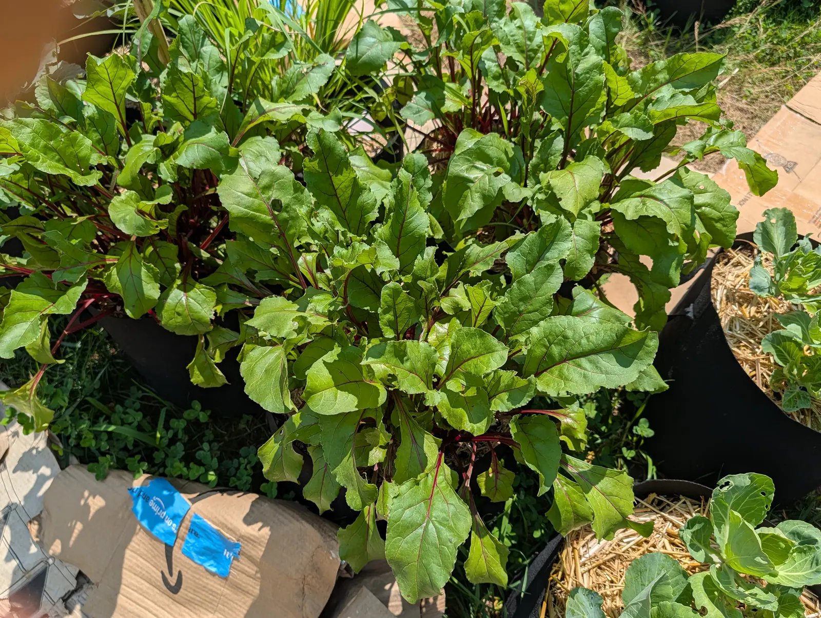 Beets on 20 July, fifteen or more leaves radiating from one crown on slender rounded petioles of vivid crimson-magenta that carry the color on as a midrib well into each glossy buckled blade, in hard bright sun with sharp shadows.