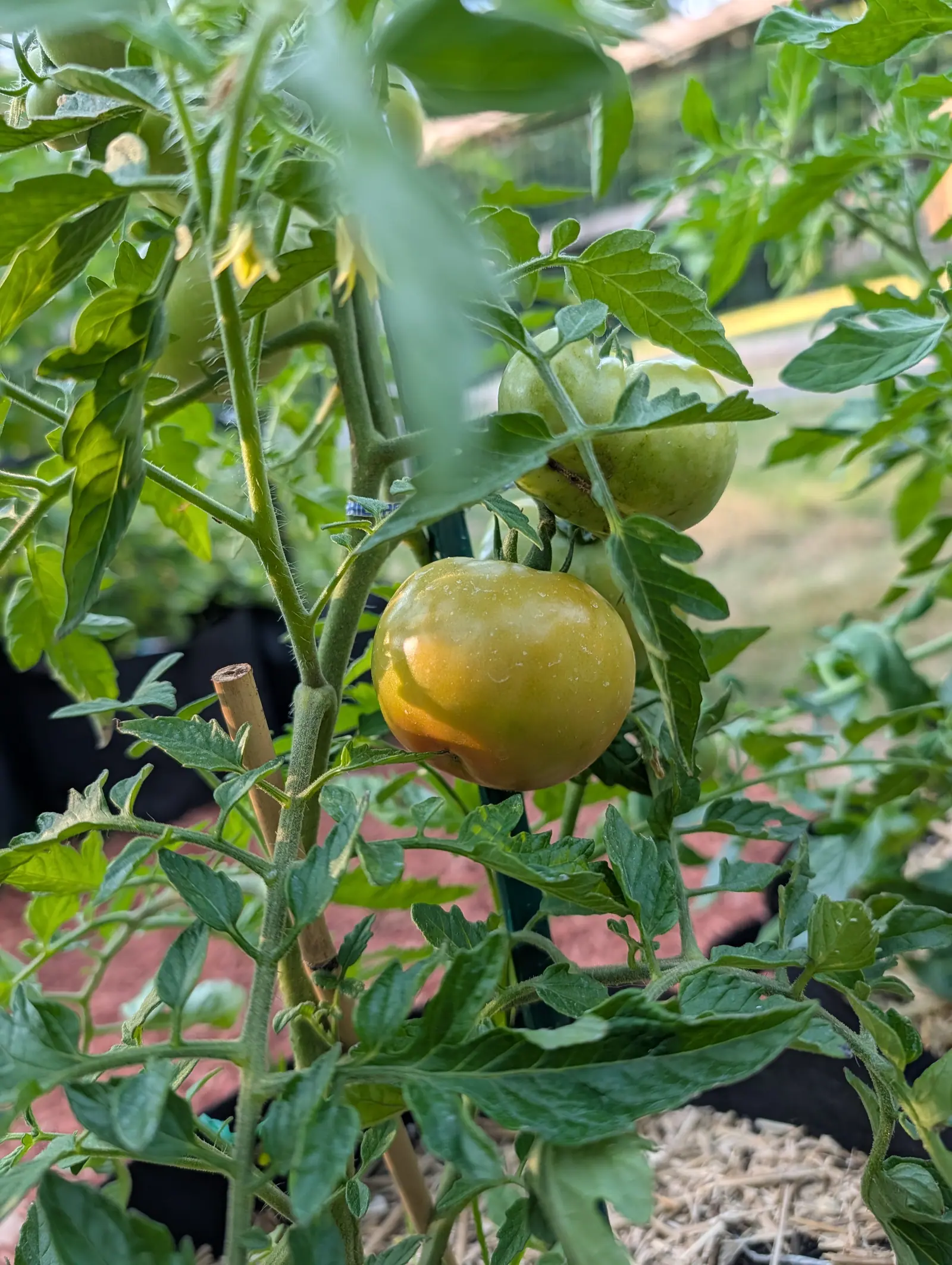 An Oregon Spring tomato on 20 July at the turn, an amber-orange flush spreading up from the blossom end across one cheek while the shoulder holds yellow-green, water beaded over the whole taut skin, two still hard green behind it.