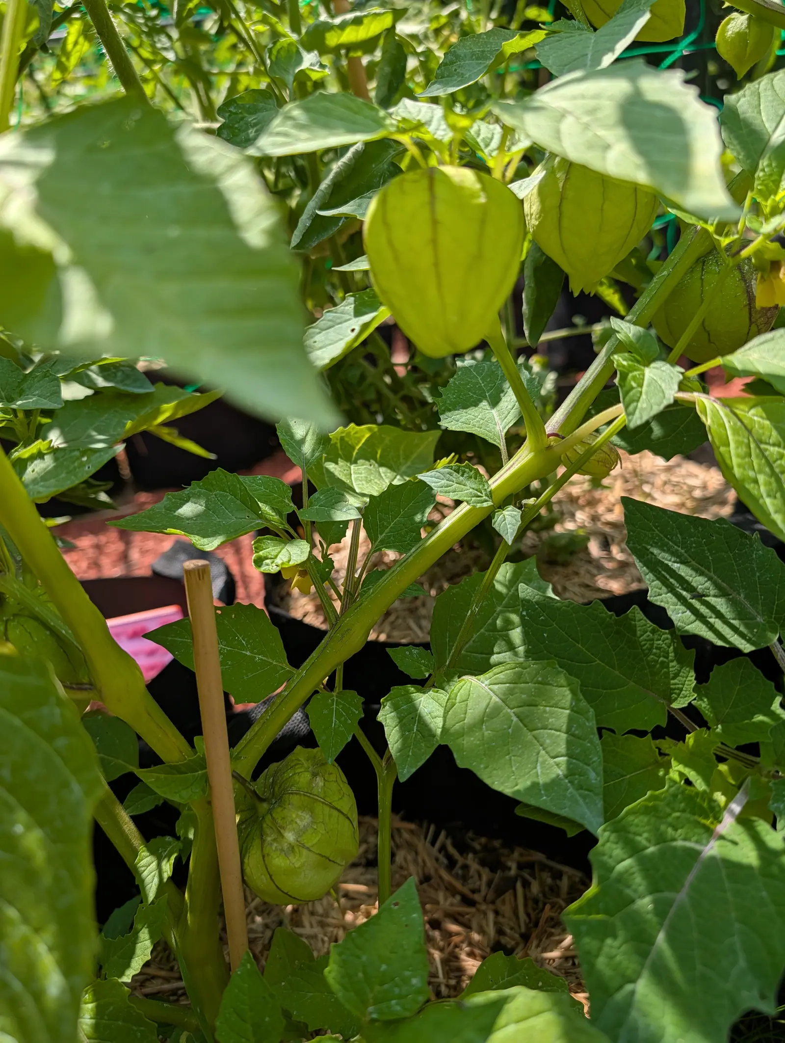 A Purple blush tomatillo on 20 July, its largest husk backlit until the darker ribs show through the papery wall like veins in a paper bag and the lower edge starts to split into lobes, another beside it filled out smooth by the fruit.