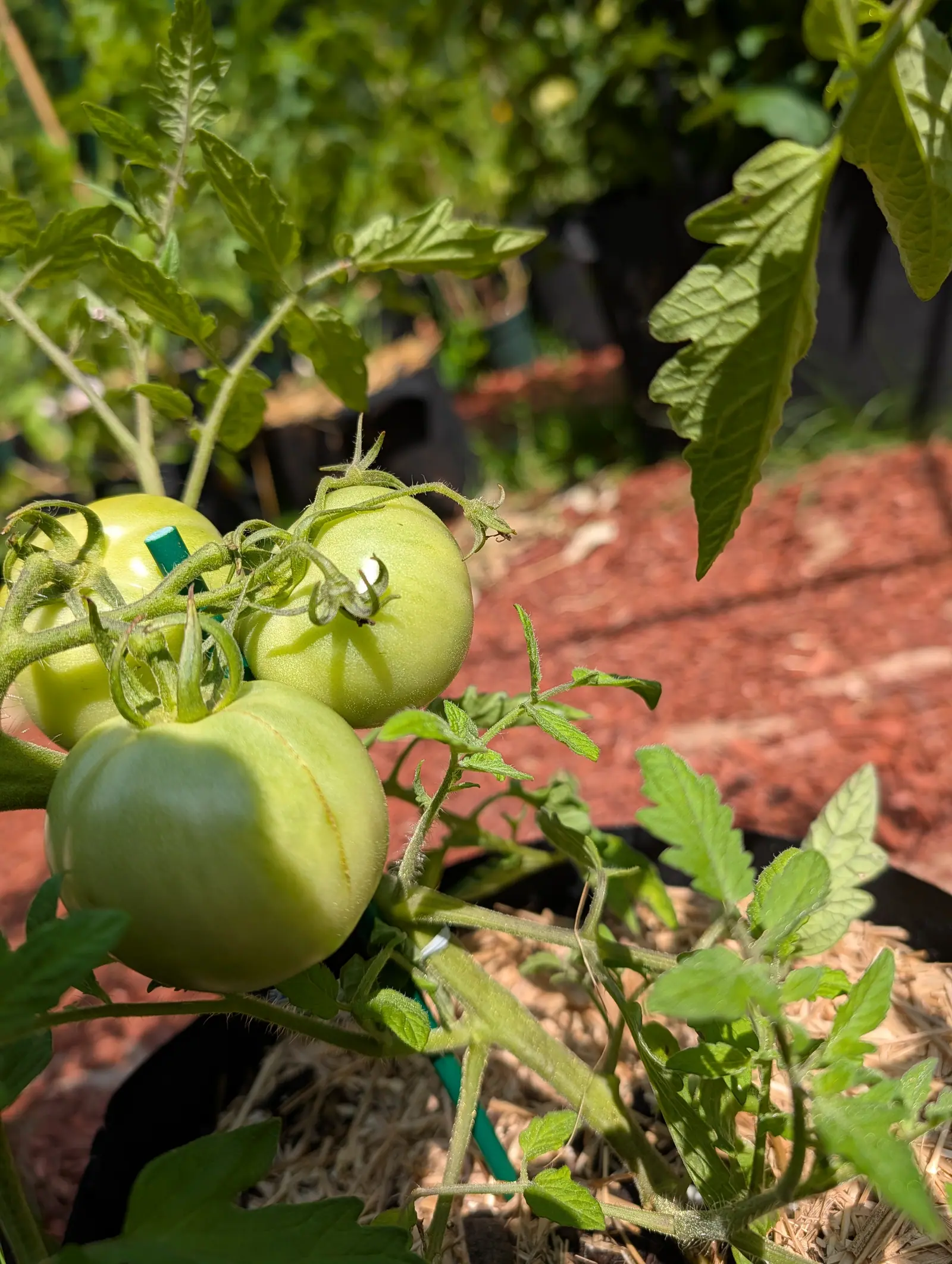 Celebrity tomatoes on 20 July, a truss of four hard green fruits crowding the frame so close the nearest runs off the bottom edge, their sepals curling and twisting back over the shoulders, one ruled by a thin russet line, in bright side sun.
