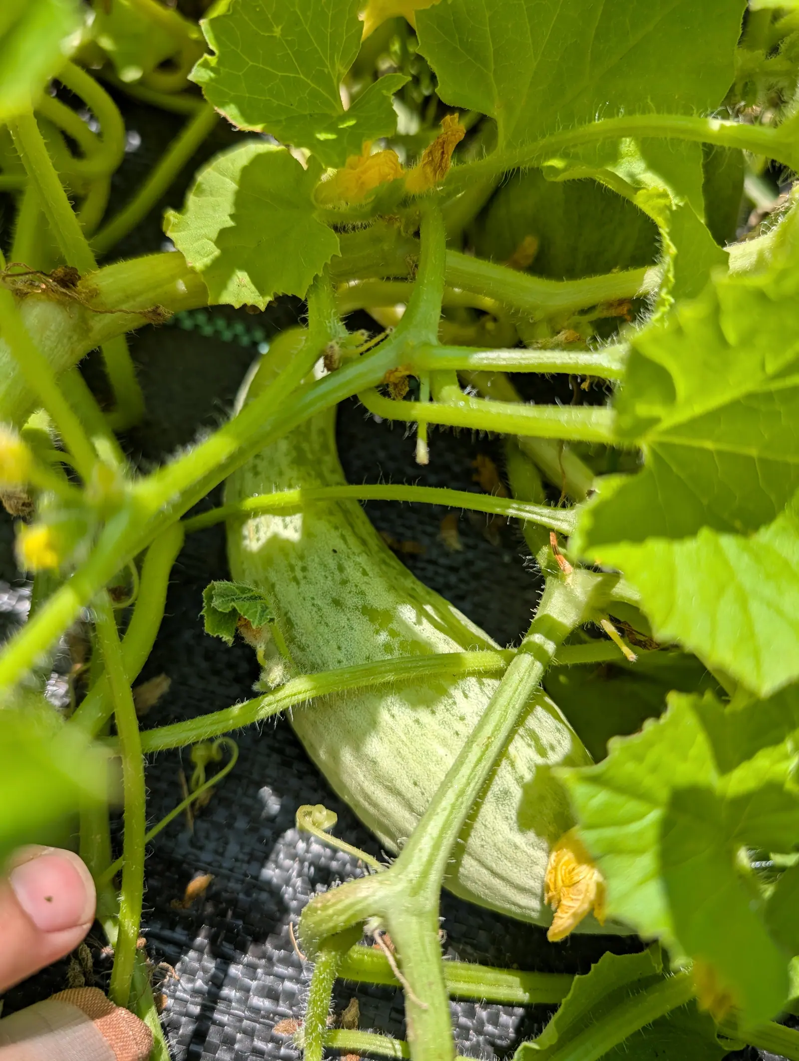 A cucurbit fruit on 20 July lying across the ground fabric in a shallow S, swelling toward its lower end, and the skin entirely smooth — matte pale gray-green with a fine darker speckle, not a wart or ridge anywhere — in hard direct sun.