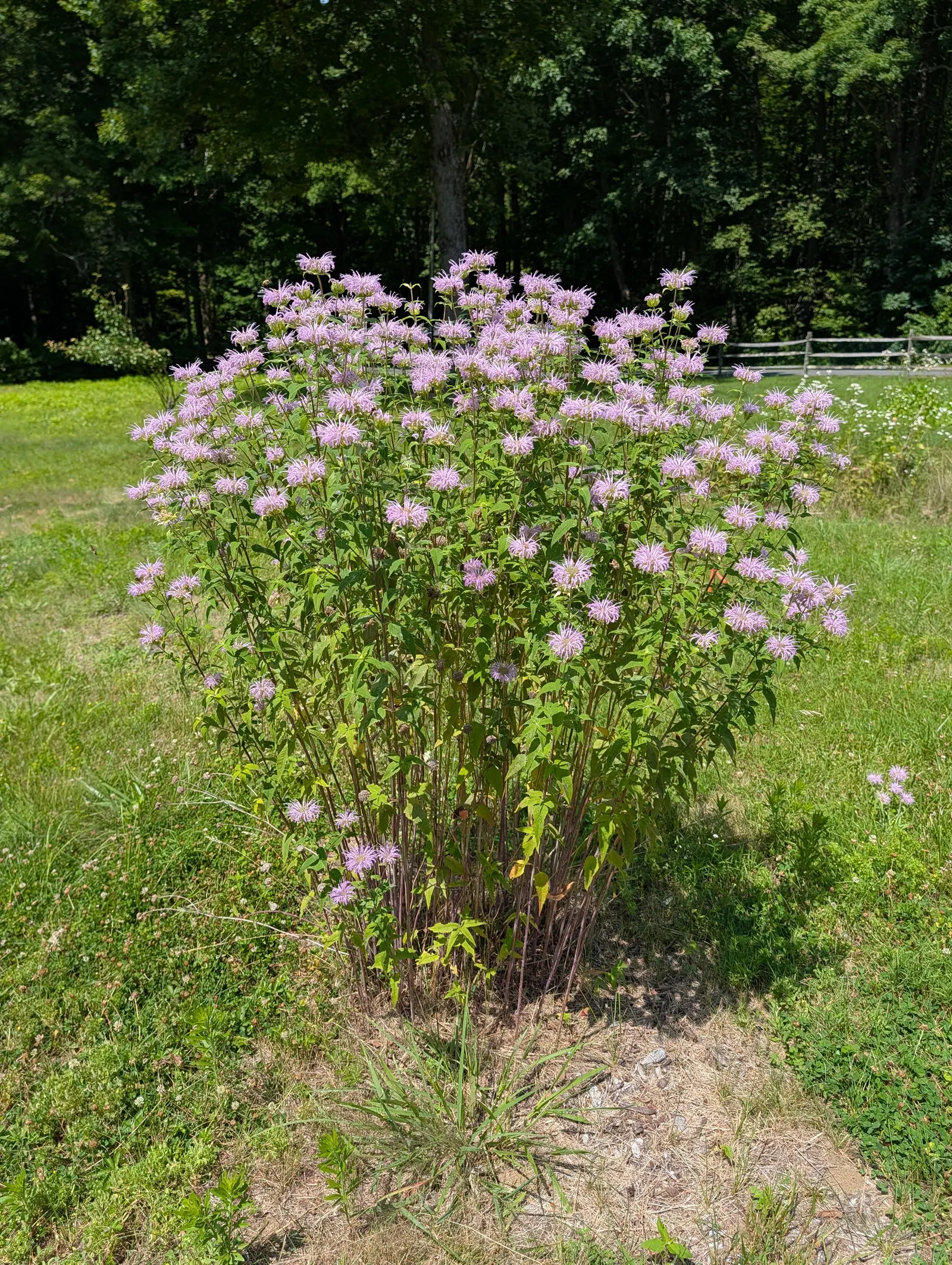 Wild bergamot on 20 July, one free-standing clump carrying well over a hundred shaggy lavender mop heads at once, styles arching out of every one, on slender reddish stems from a single crown with the grass worn bare around its base.