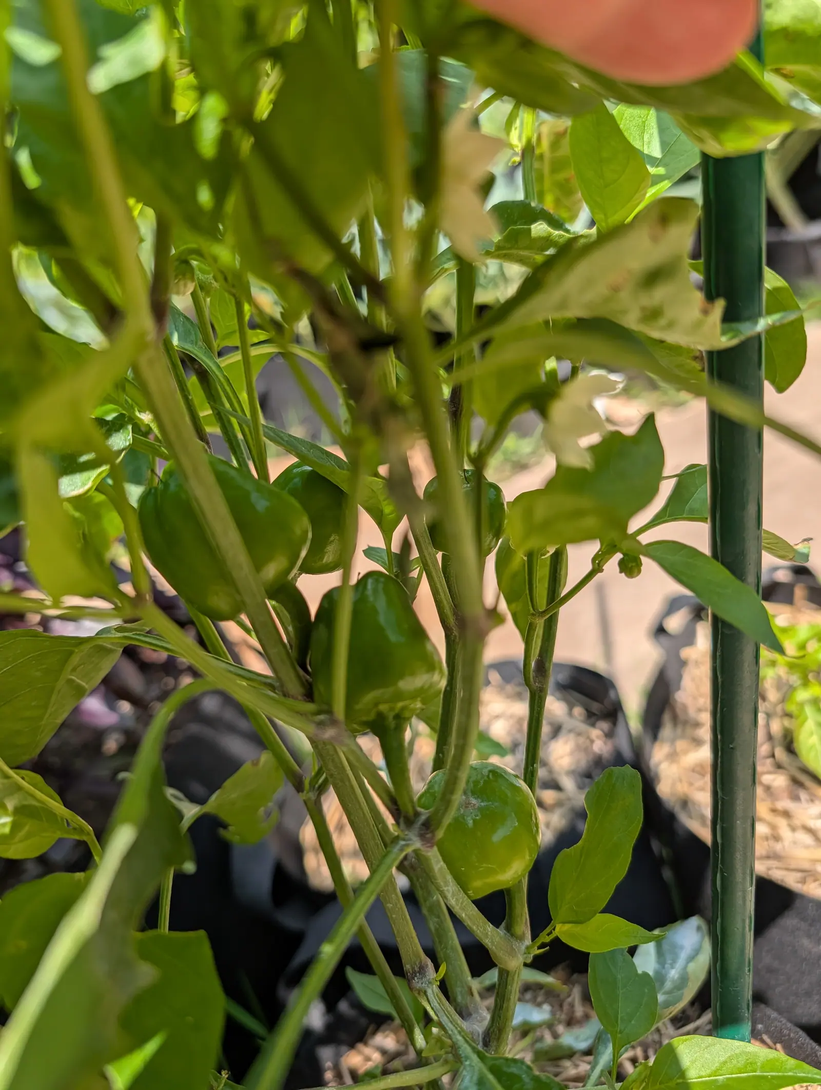 Red Mini Bell peppers on 20 July, four small blocky fruits hanging in the deep shade inside the bush, rounded at the base with shallow vertical lobes, on forking stems already going woody and brown at the lower joints in hard sun.