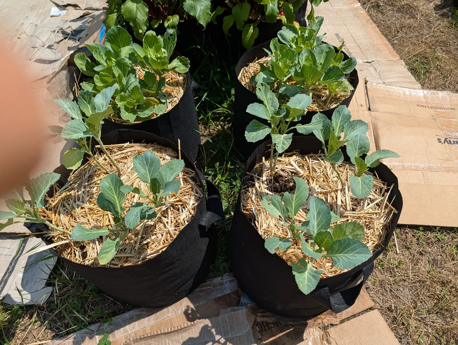 Young brassicas on 20 July, open rosettes of spoon-shaped blue-green leaves dulled by a waxy bloom, each tapering into a winged petiole with a broad whitish midrib, nothing heading up yet and the photographer's shadow across the frame.