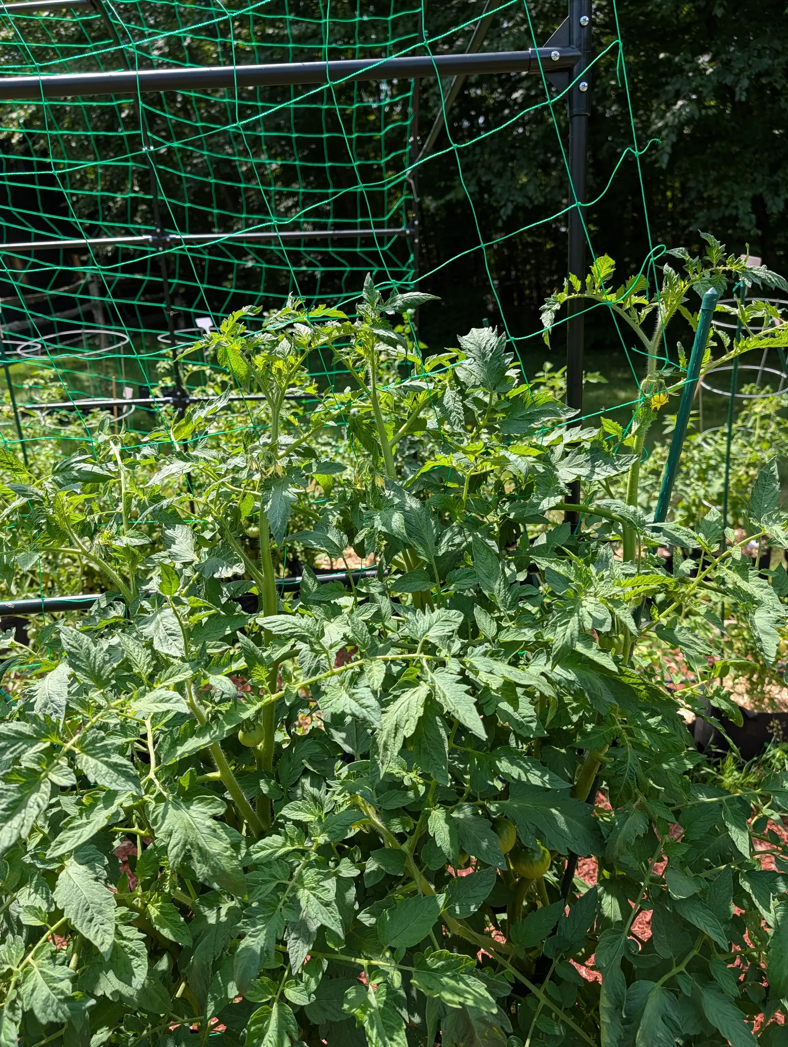 A Big Boy tomato on 20 July grown self-supporting and up past the netting above it, its growing tips bleached pale yellow-green by hard midday sun while the fruit stays hidden deep in the shade, empty wire cages standing in the sun behind.