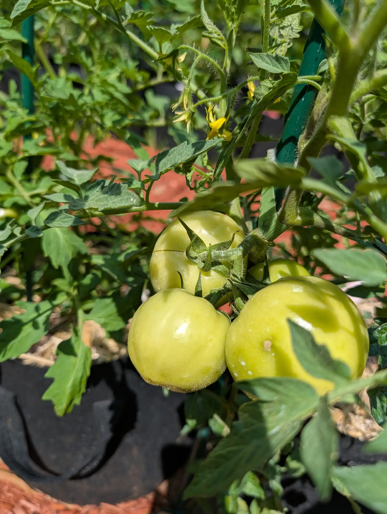 Bush Early Girl tomatoes on 20 July, four tight together on one truss, satin-skinned under fine pinpoint hairs and almost cream in the sun, one carrying a fine healed brown line across its shoulder, with a truss of yellow stars opening above.