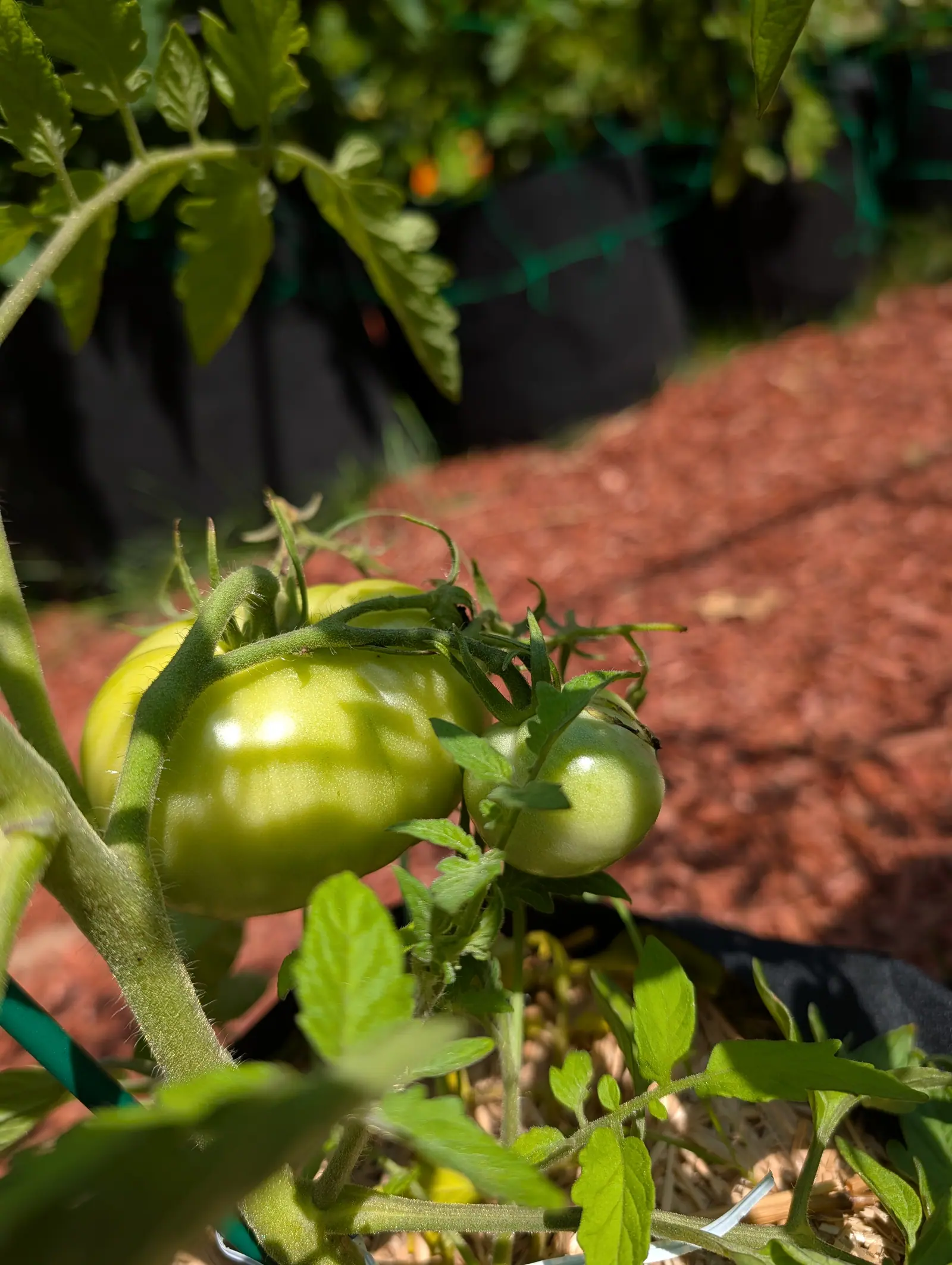 A Celebrity tomato on 20 July, broad and flattened so it reads wider than tall, satin pale yellow-green with faint stripes and crossed by the hard shadows of the stems in front of it, a healed corky crack on the smaller fruit beside it.