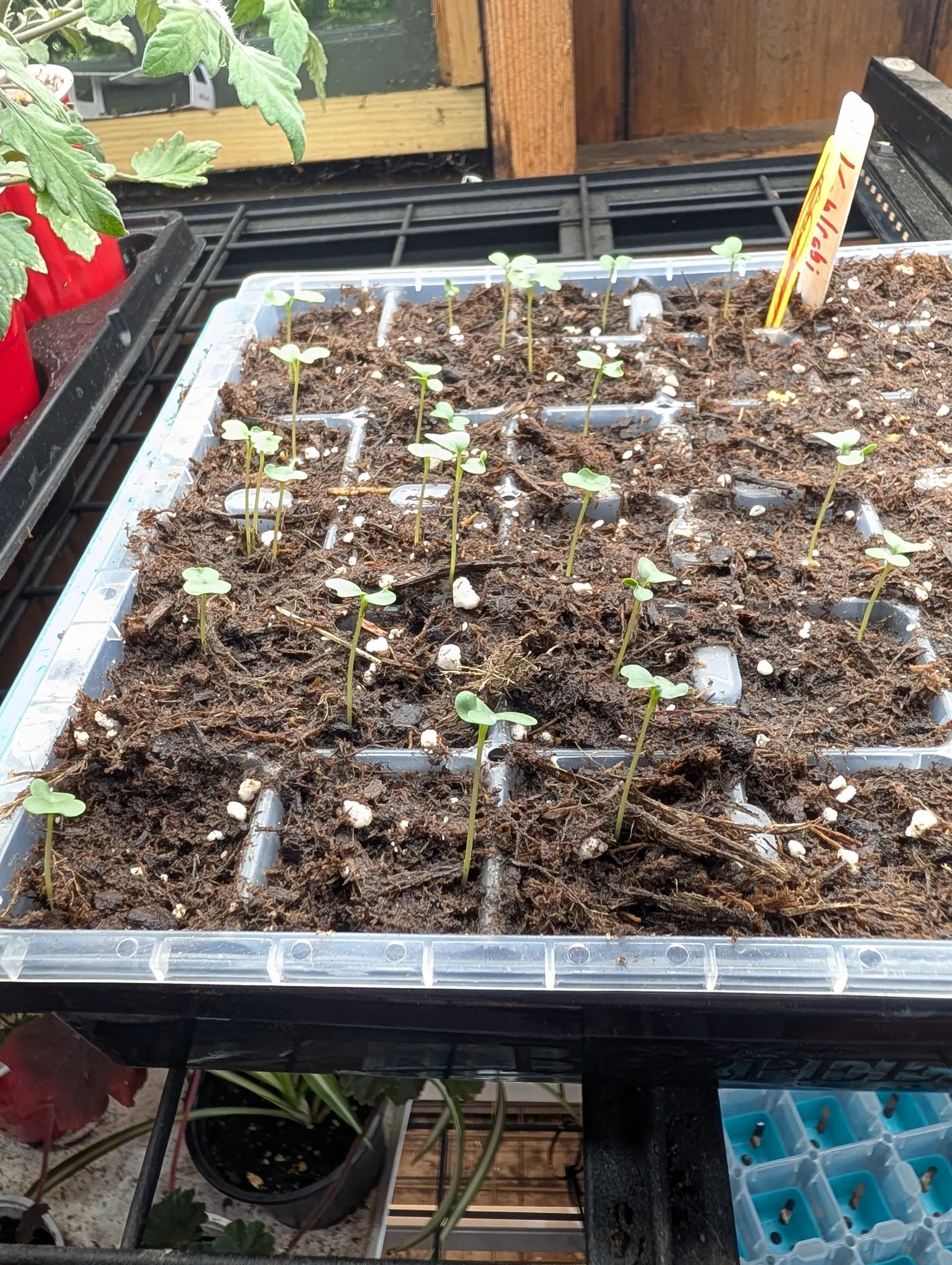 Brassica seedlings on 20 July, twenty of them up and none further along than a single pair of cotyledons, each blade notched at the tip into a small butterfly, with only two or three showing the toothed nub of a first true leaf in flat indoor light.