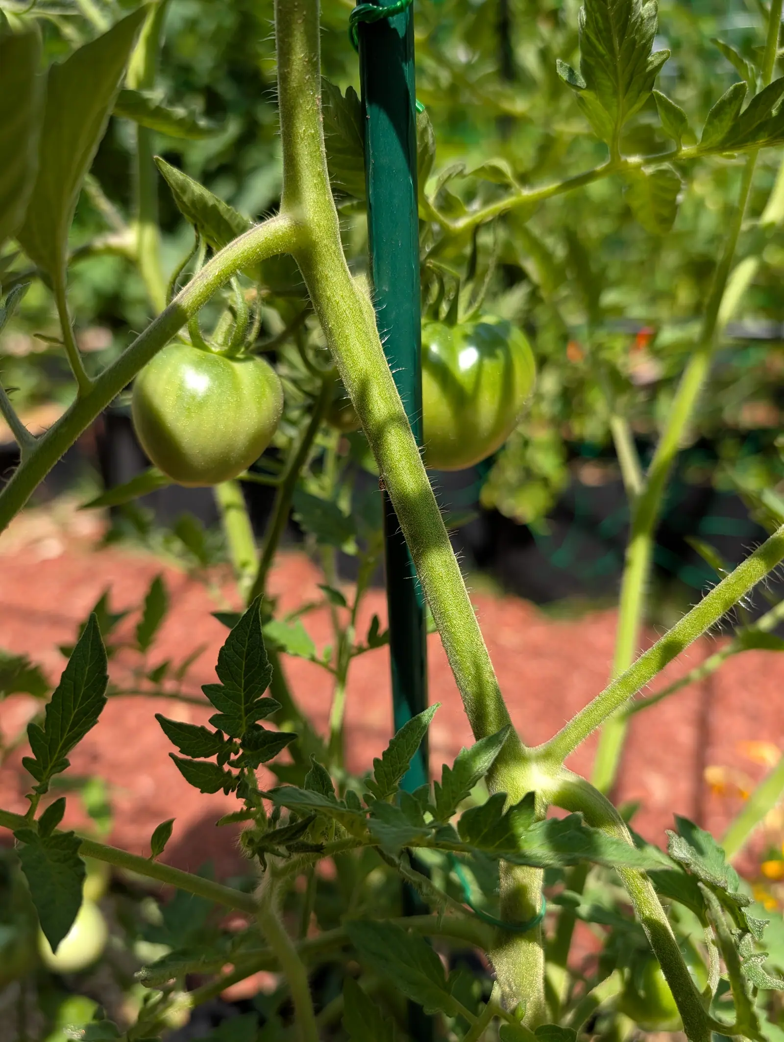 A Manitoba tomato on 20 July, still green with darker stripes running down from the shoulder and short pale hairs resolvable right across the skin, on a plant so bristly that every side shoot stands out white against the hard unfiltered sun.