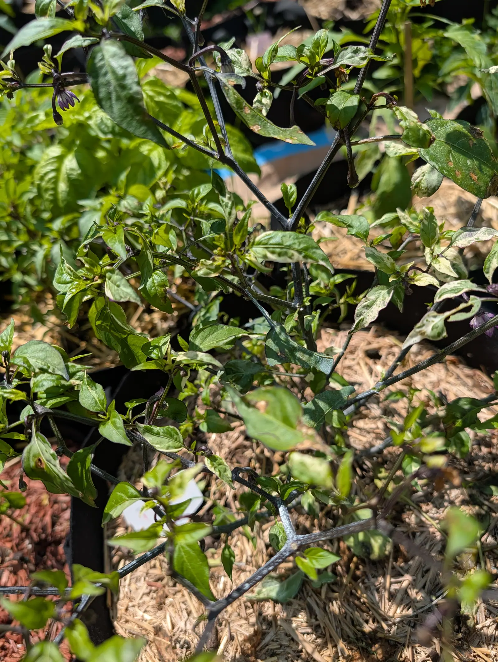 A low shrub on 20 July, its stems near-black and kinked at every node and its small leaves marbled cream over green, a few gone almost wholly white, with nodding five-lobed stars beneath them, dark at the margin and pale at the throat, and no fruit at all.