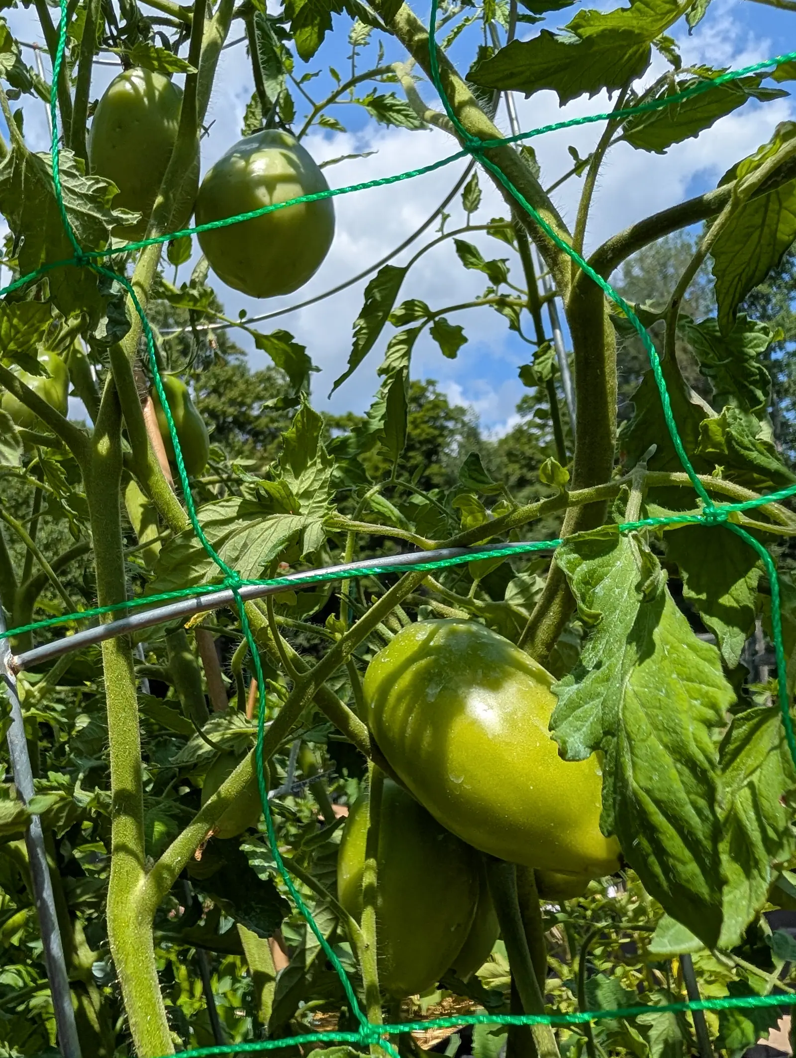 A Ukrainian Purple tomato on 20 July, a green plum shape clearly longer than it is wide with four or five creases gathered near the shoulder and rain still beaded on its downy skin, seen from underneath against blue sky and drifting cloud.