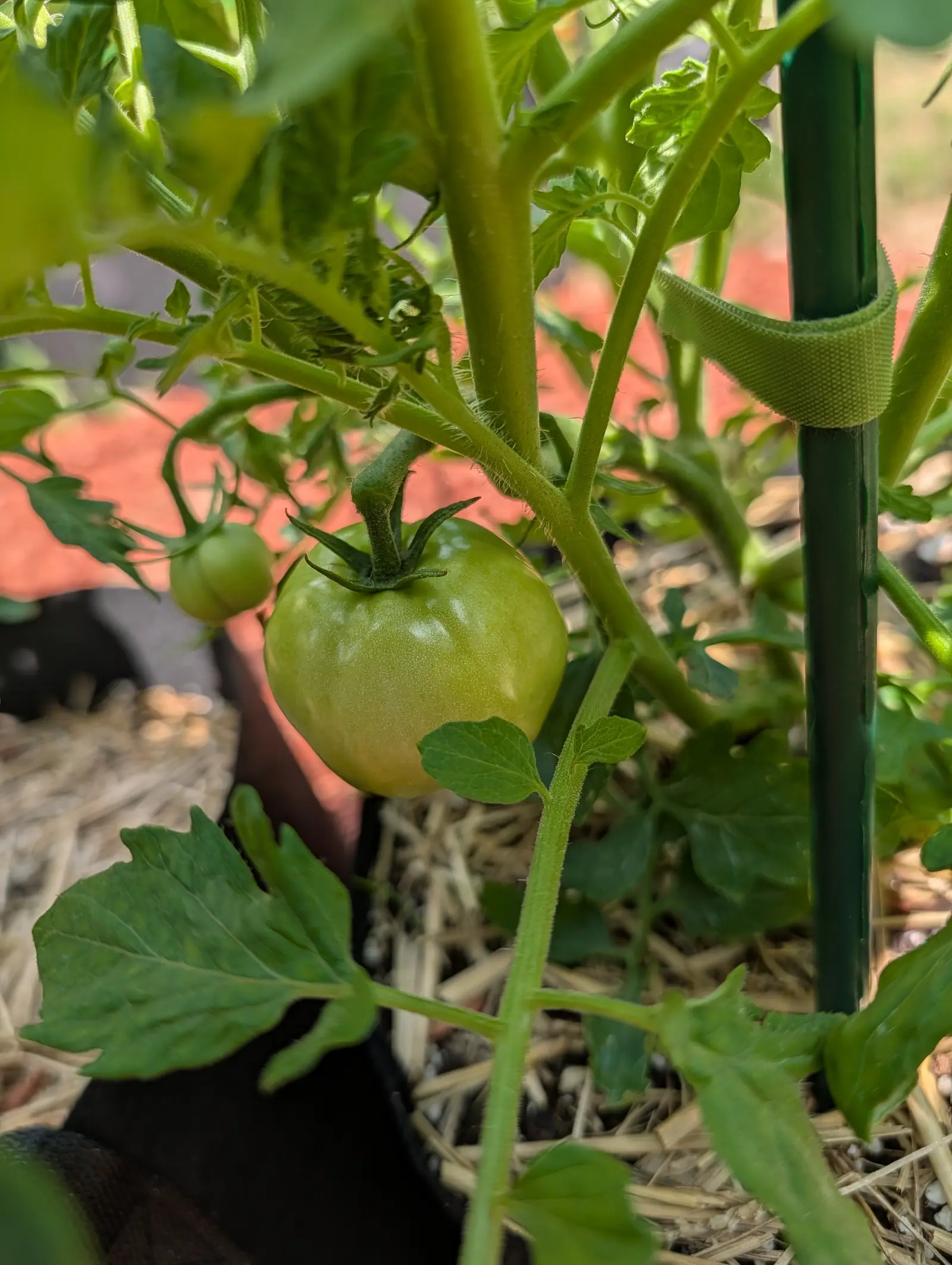 A New Yorker tomato on 20 July, green and glossy with one paler yellow-green cheek where the low side light falls, hung on a hairy stalk with a swollen knuckle at the joint and six narrow sepals curled back across its shoulder.