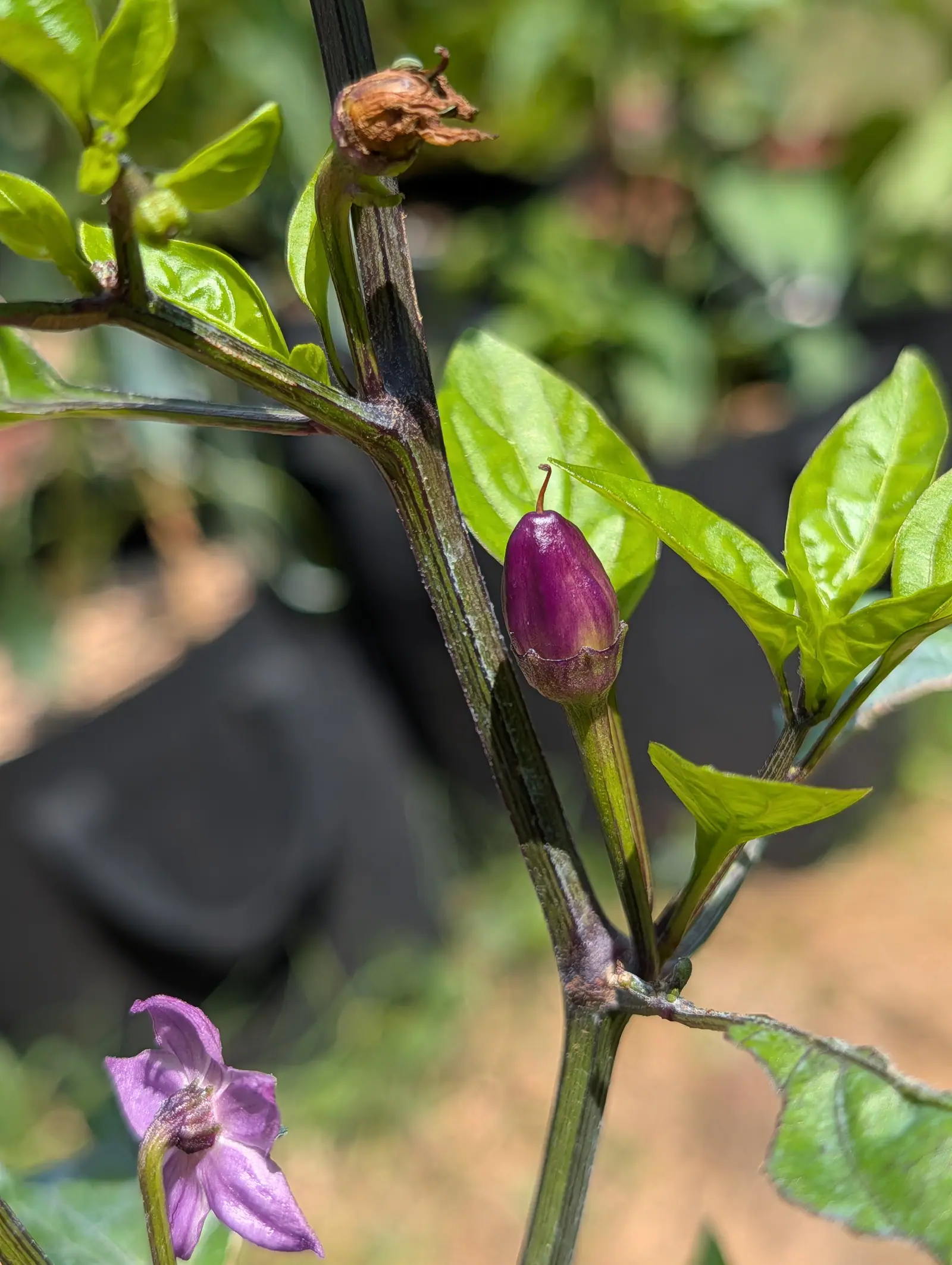 A Chinese 5-Color pepper on 20 July, standing upright on its stalk rather than hanging, glossy magenta-purple with a cream-gold blush low on one shoulder and the curled brown style still at the tip, a lilac flower nodding below it in hard noon sun.
