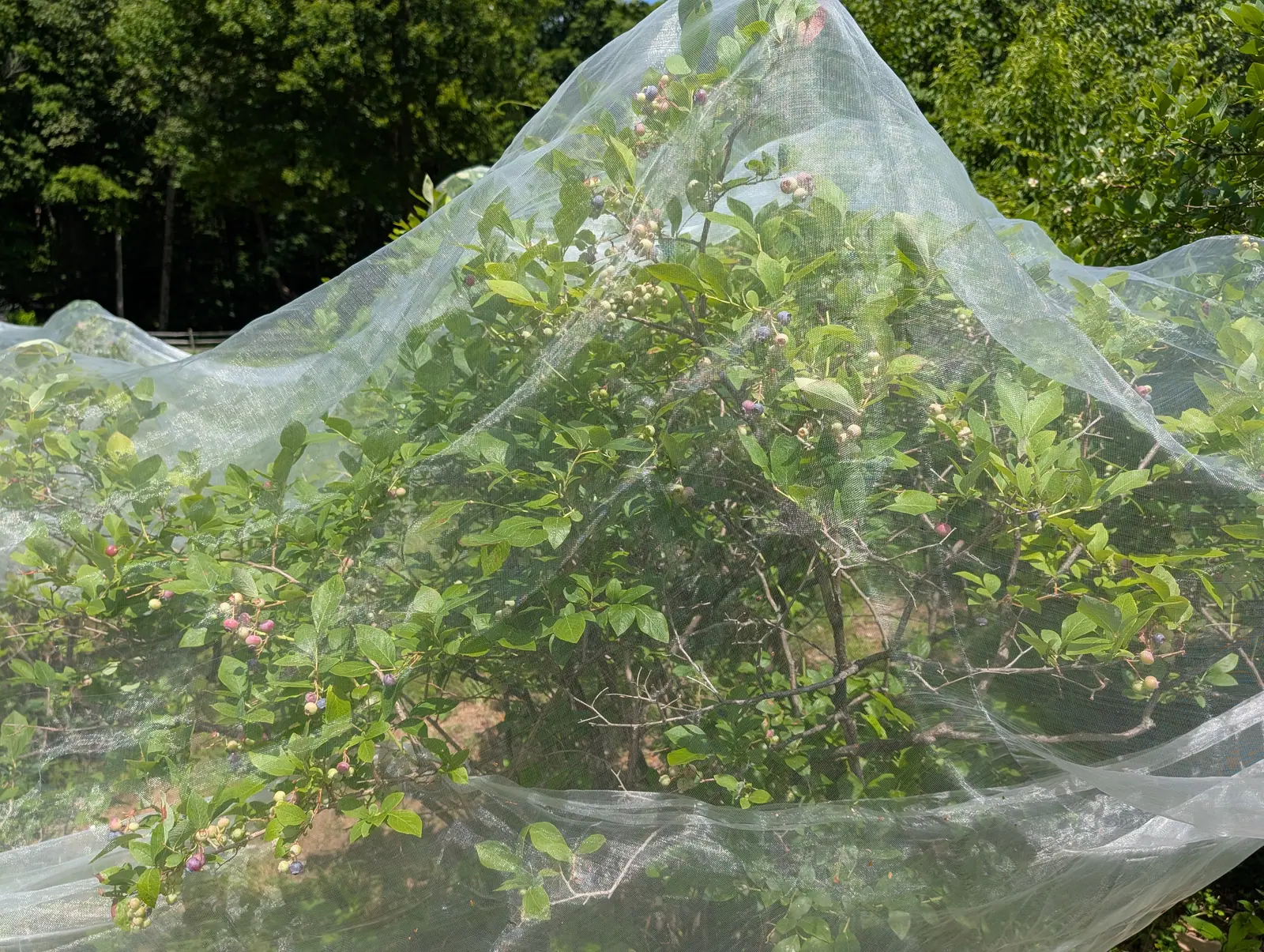 A High Bush blueberry on 20 July, tented head to foot in white mesh that peaks over the top growth, its clusters carrying every stage at once from cream-green through pink and dusky rose to matte blue, the woodland closed in dark behind it.