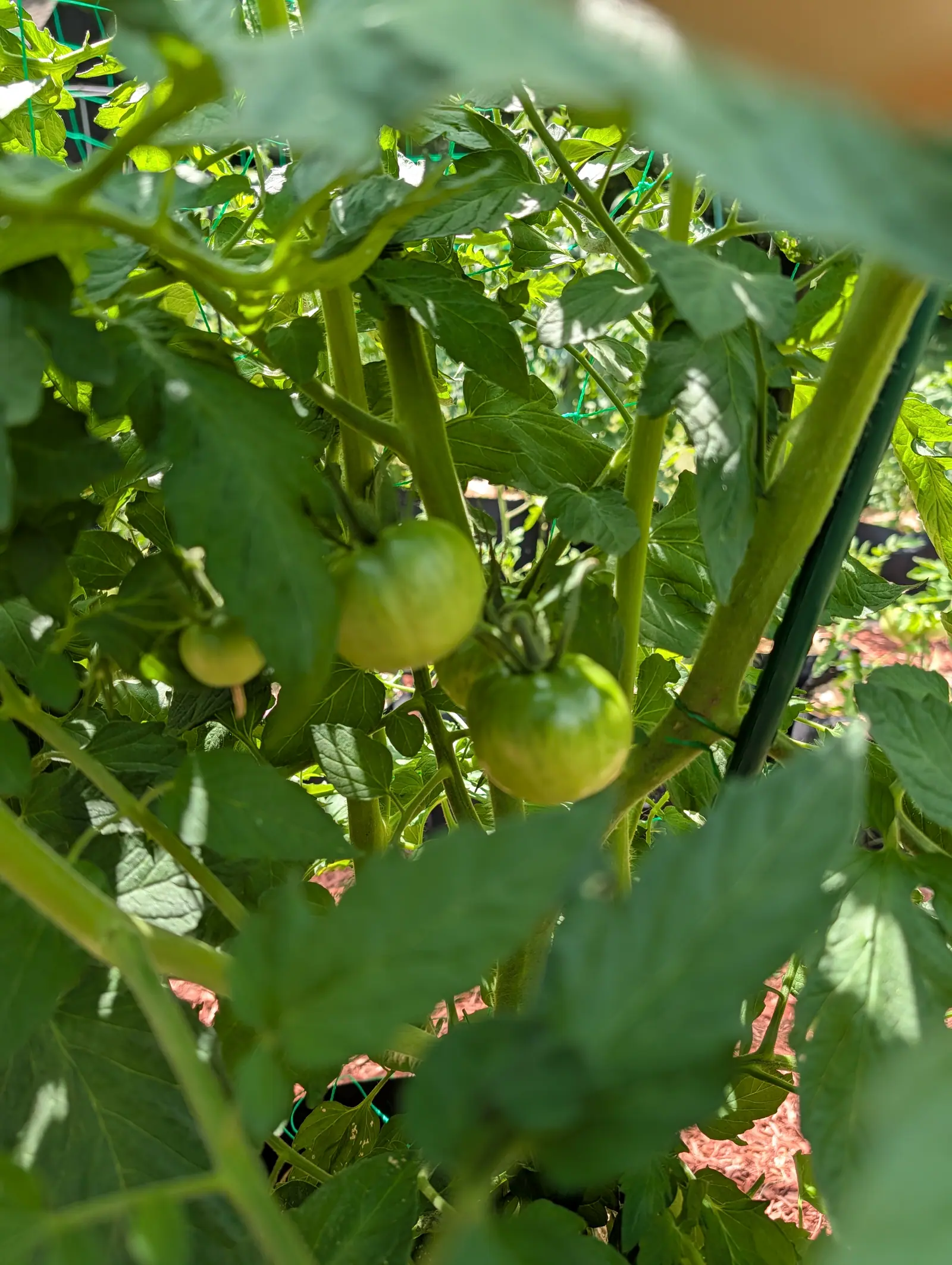 A Big Boy tomato on 20 July, found through a gap in its own canopy, satin green and faintly ribbed across the shoulder with a paler wash low on the belly and its sepals bent right back over the top, the midday sun broken to hard dapple around it.