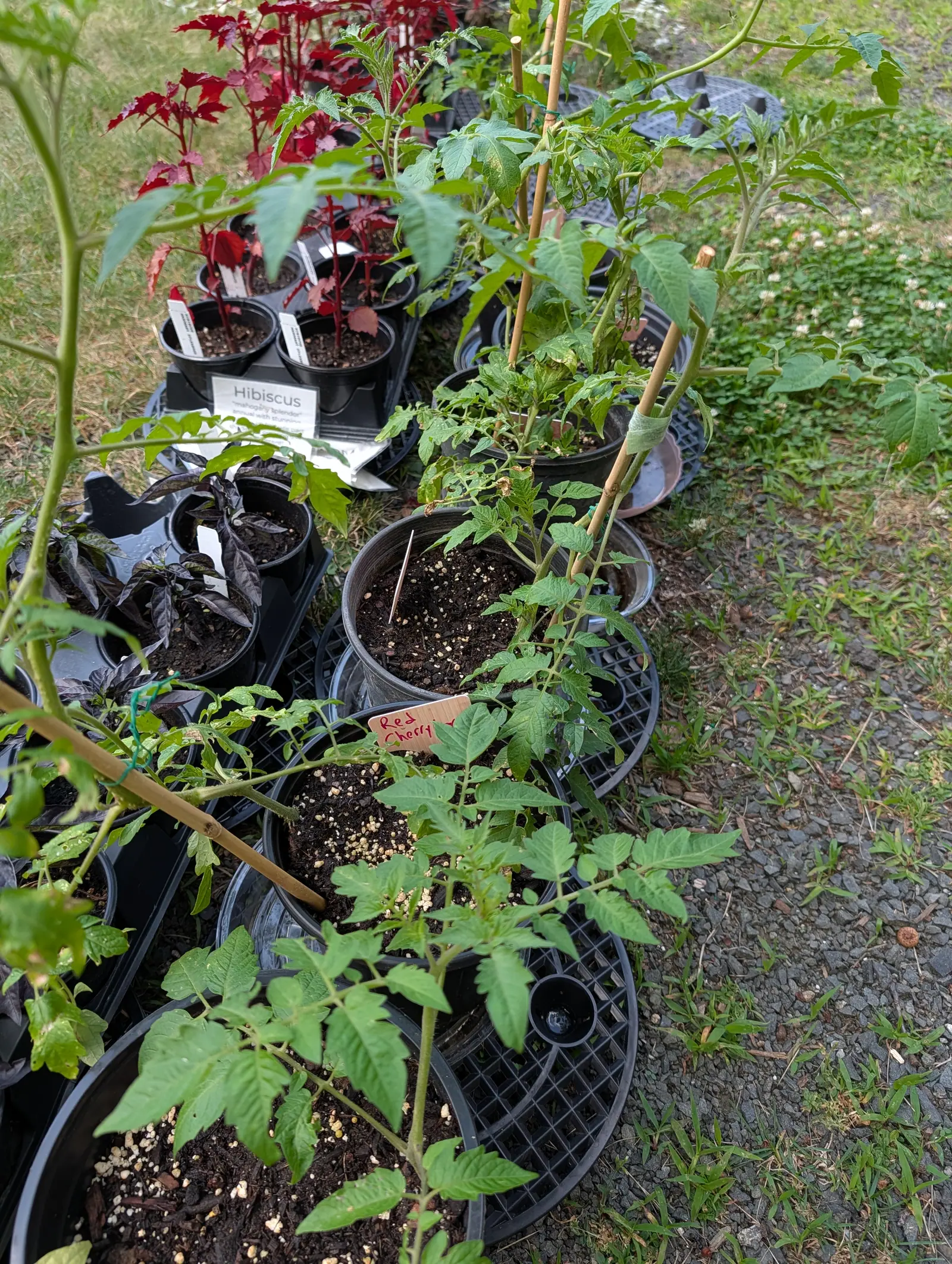 Large Red Cherry tomatoes on 20 July, waiting in a staging row with the white splash-marks of a dried spray still lying across their upper leaves, wine-red maple foliage and flowering clover crowding in around them under a flat shadowless light.