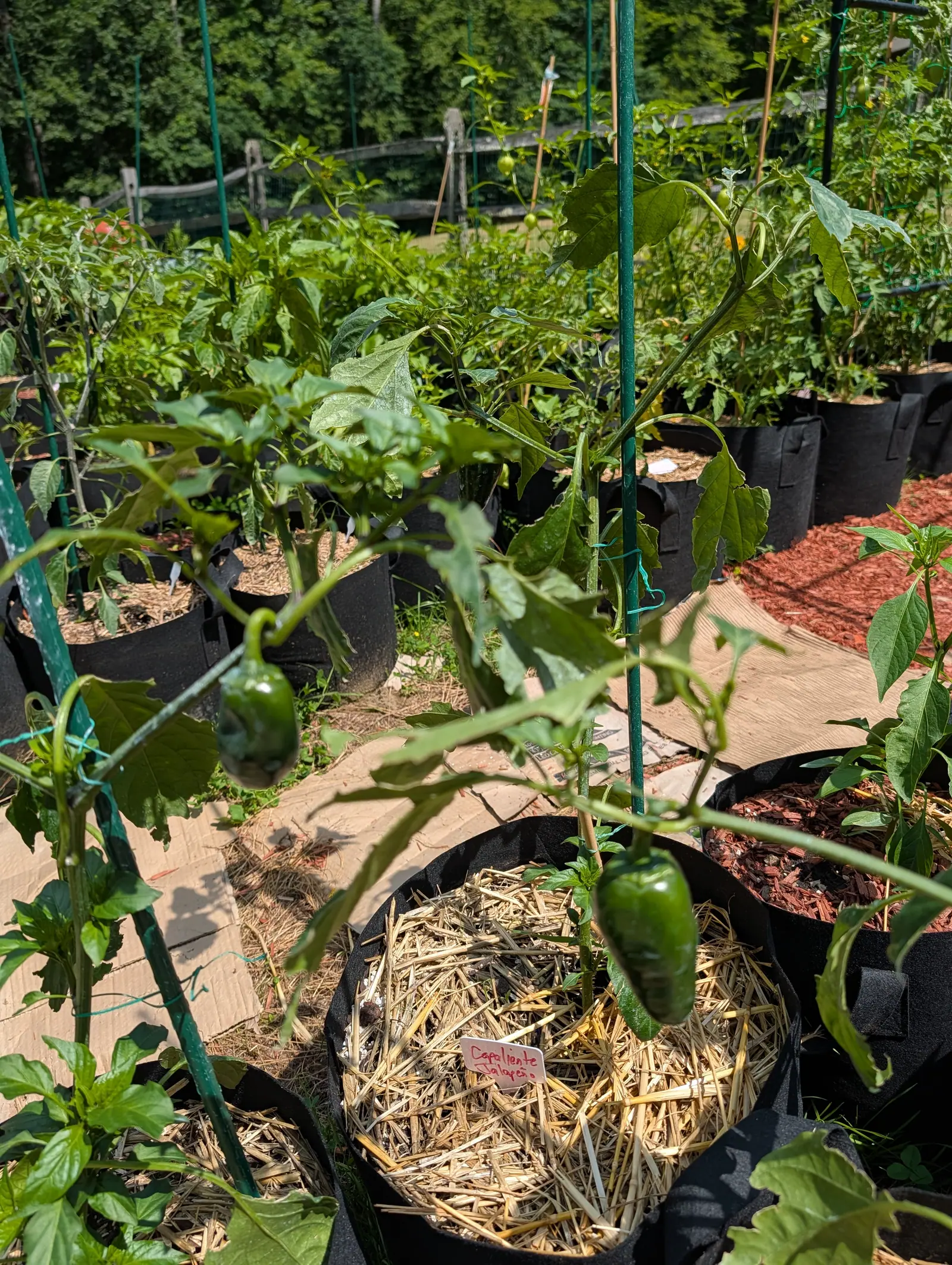 A Capeliente pepper on 20 July, a thick-walled blunt cone hanging tip-down with one crease across its shoulder, and on the leaf beside it a July coat of kaolin clay, heaviest at the base and still holding the outline of every dried droplet.