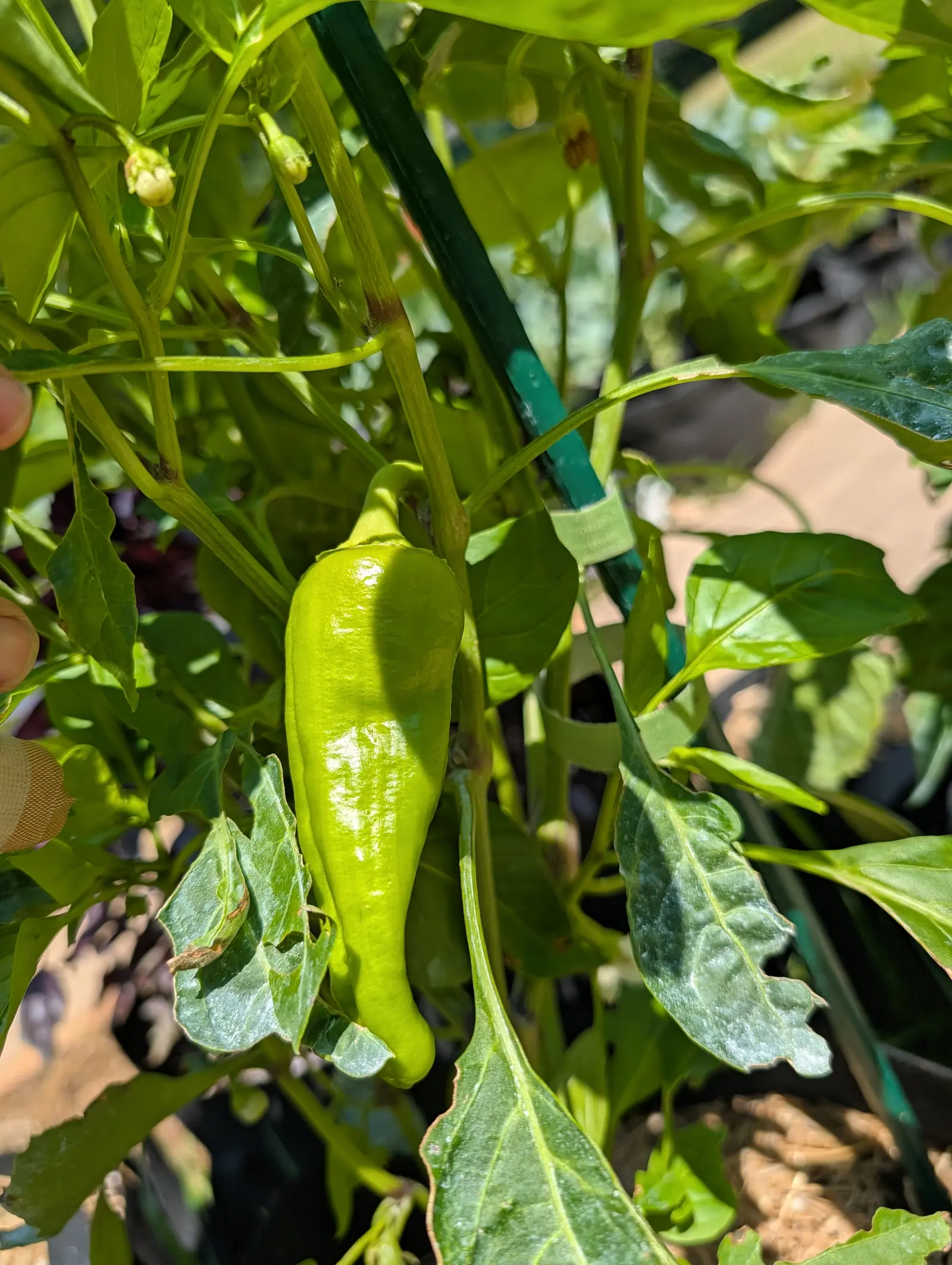 A Cubanelle pepper on 20 July, chartreuse and waxy with soft furrows running its length and the tip curled to one side, its stalk bent hard over at the shoulder, and at the frame edge two fingertips holding the stem aside, one wearing a fabric plaster.