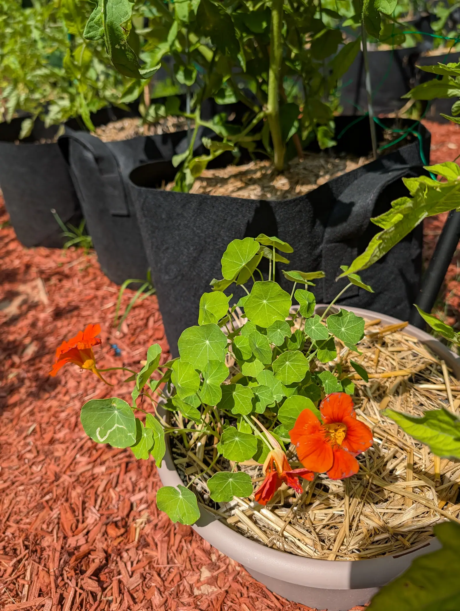 Jewel Mix nasturtiums on 20 July, scarlet-orange with a gold throat and crimson veins running back into it, each round leaf taking its stalk dead center so the veins radiate like spokes, and one traced by a pale channel winding just under the surface.