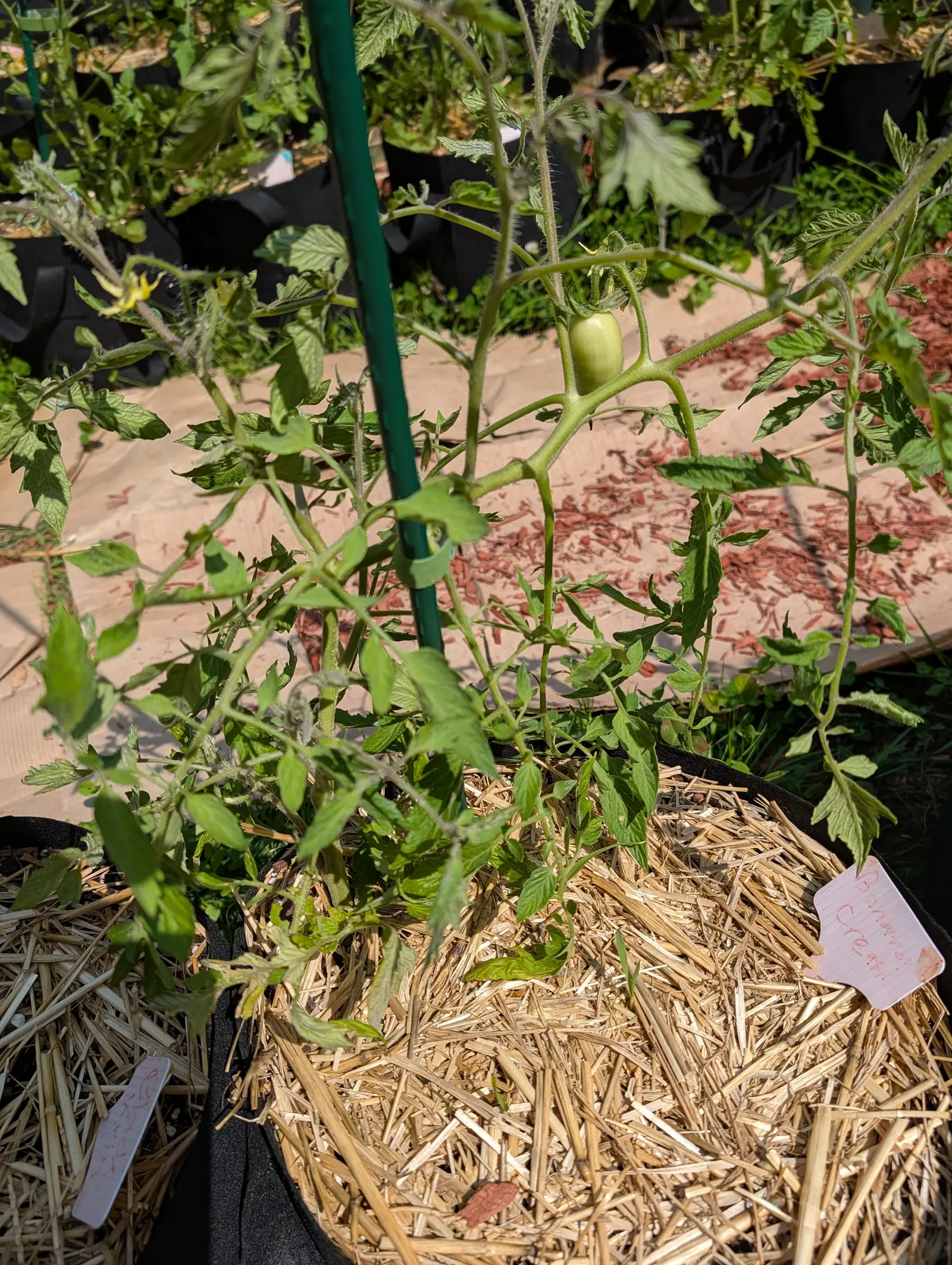 A Banana Creme tomato on 20 July, one set fruit only and an oblong with rounded ends rather than any kind of globe, matte cream-green under its sepals, on a young sparse plant whose hairs catch the noon sun as a haze along every stem.