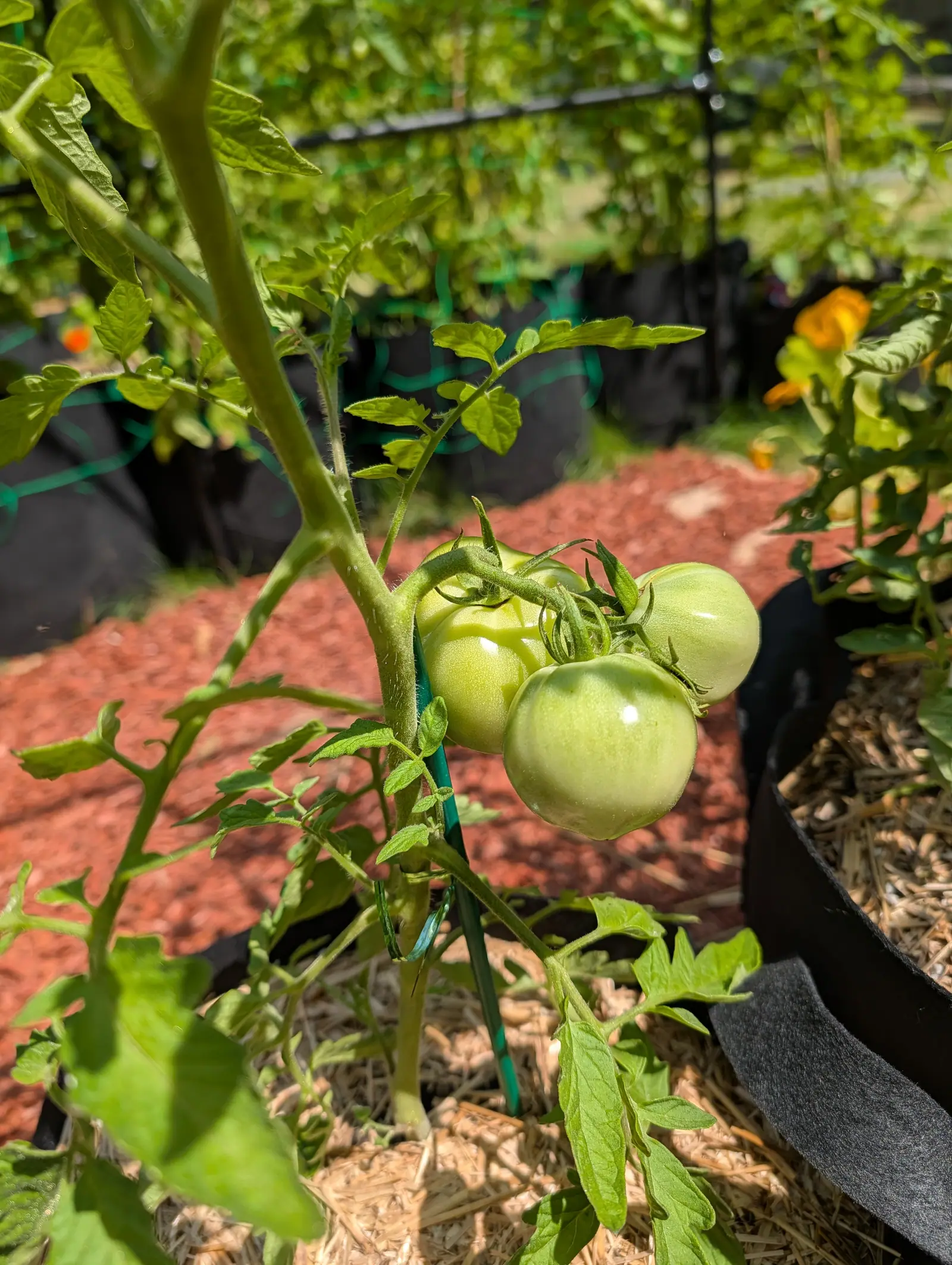 Celebrity tomatoes on 20 July, four crowded tight against one another on one hairy truss with a swollen knuckle at every stalk, the front one a flattened globe banded darker across the shoulders and dimpled at the blossom end, in hard noon sun.