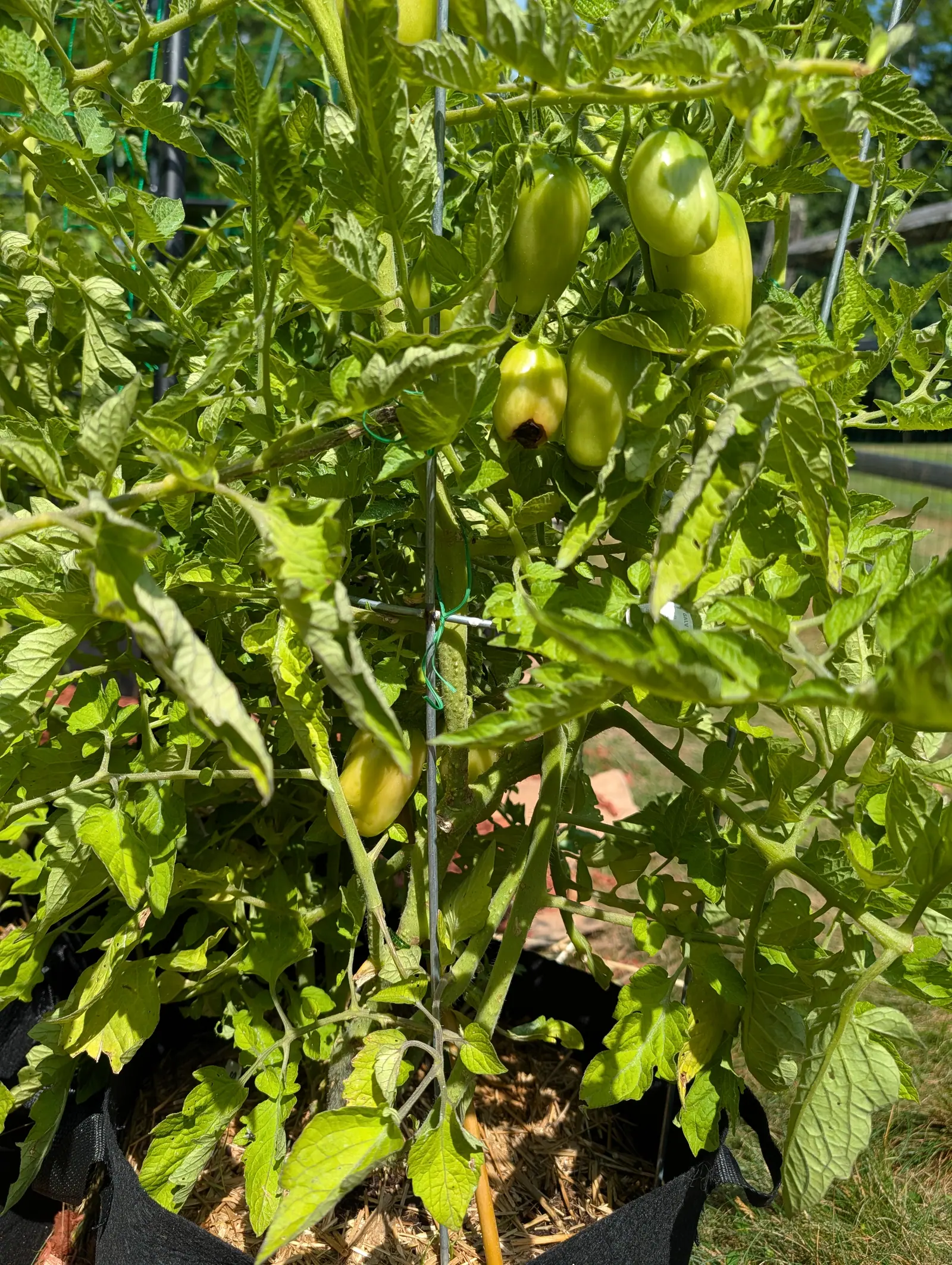 San Marzano Roma tomatoes on 20 July, squared-sided cylinders each tipped with a small nipple, and one has lost its whole blossom end to a sunken circle of near-black leathery skin ringed with bleached cream while the fruit beside it is untouched.