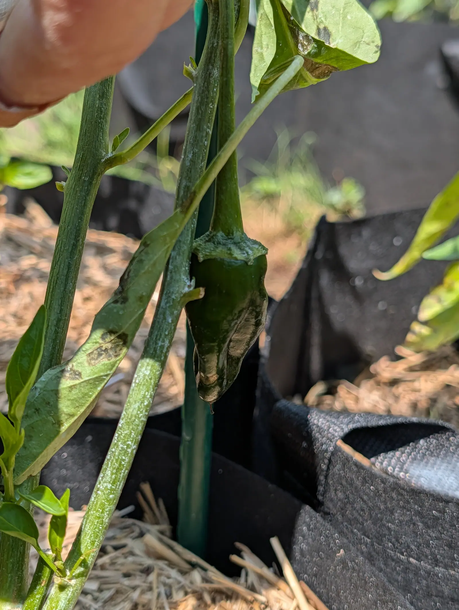 An Ancho pepper on 20 July, dark and glossy over its top half and buff papery below, where a sunken patch has wrinkled into concentric ridges and wrapped round one side, droplets standing on it and its calyx flared over the shoulder like a cap.