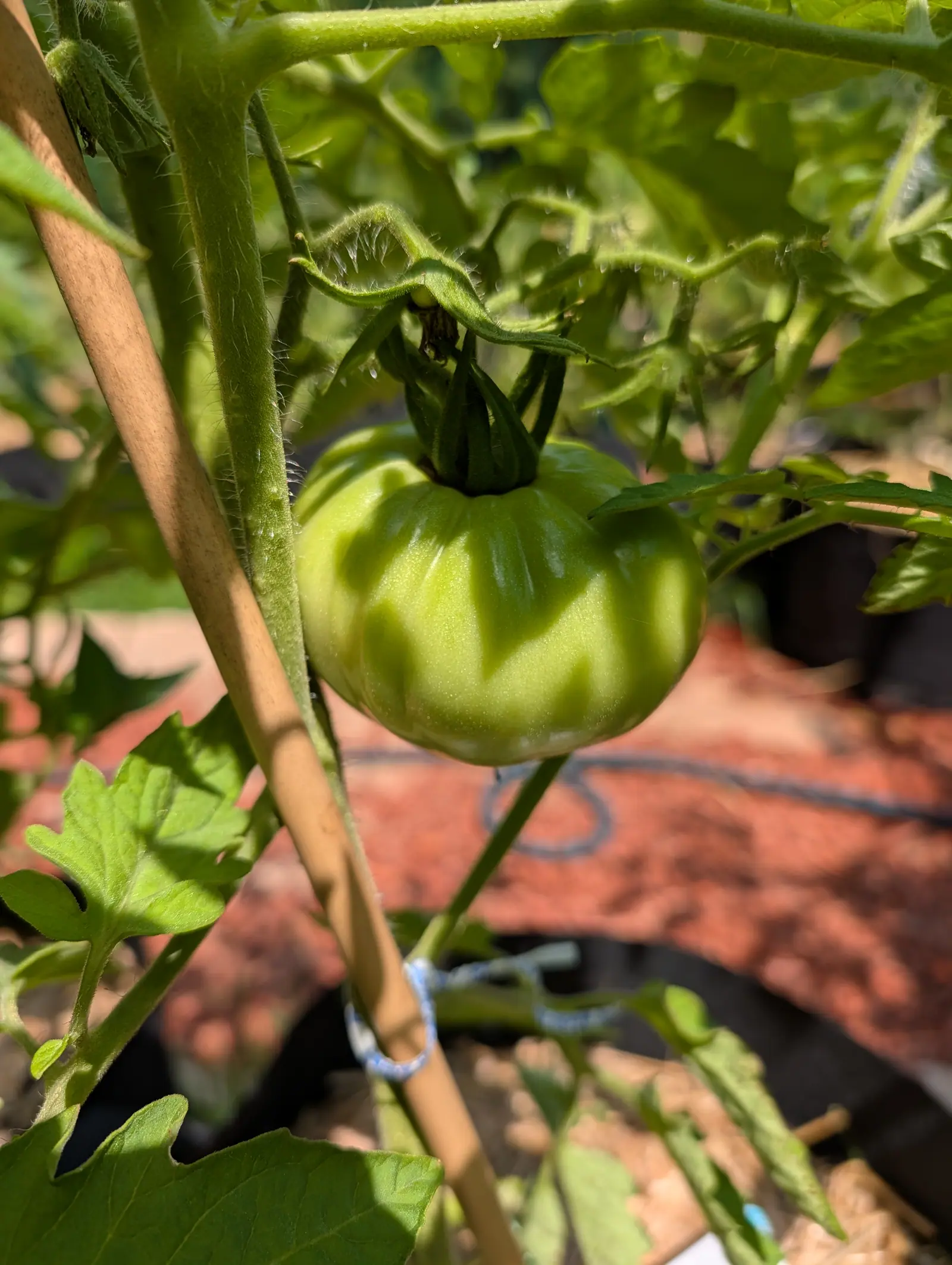 A Delicious tomato on 20 July, wider than it is tall and fluted by broad furrows running off the calyx, dark green over the shoulders and paling to yellow-green on the belly with darker wedges between, hard leaf shadows cutting across the whole fruit.