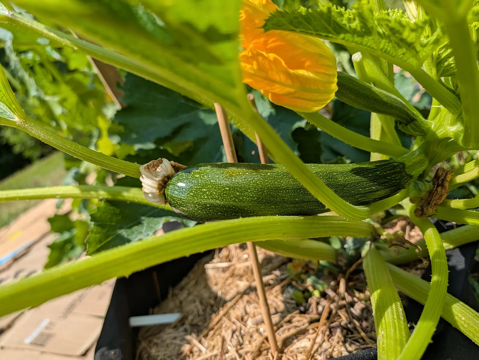 A Dark Green zucchini on 20 July, bottle-green peppered all over with pale speckling and still wearing the shriveled cream corolla at its blossom end, a gold trumpet flower open above it and low sun raking hard across the prickled leaf stalks.