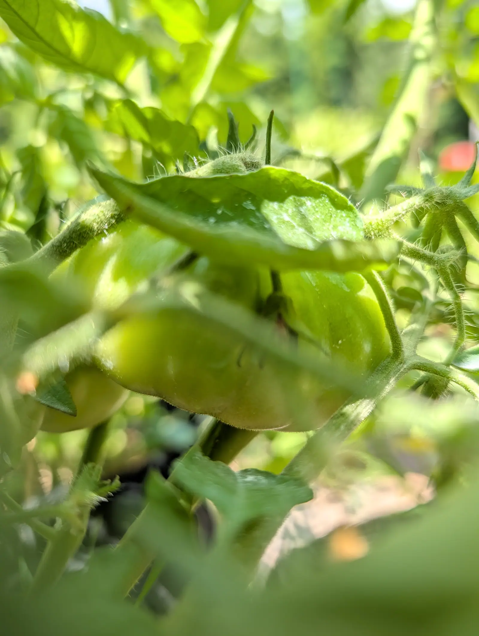 A Rosso Sicilian tomato on 20 July, a flattened pale globe seen from underneath with the whole frame dissolving around it, and the one thing sharp is its calyx, every glandular hair flared out white in the sun coming through from behind.
