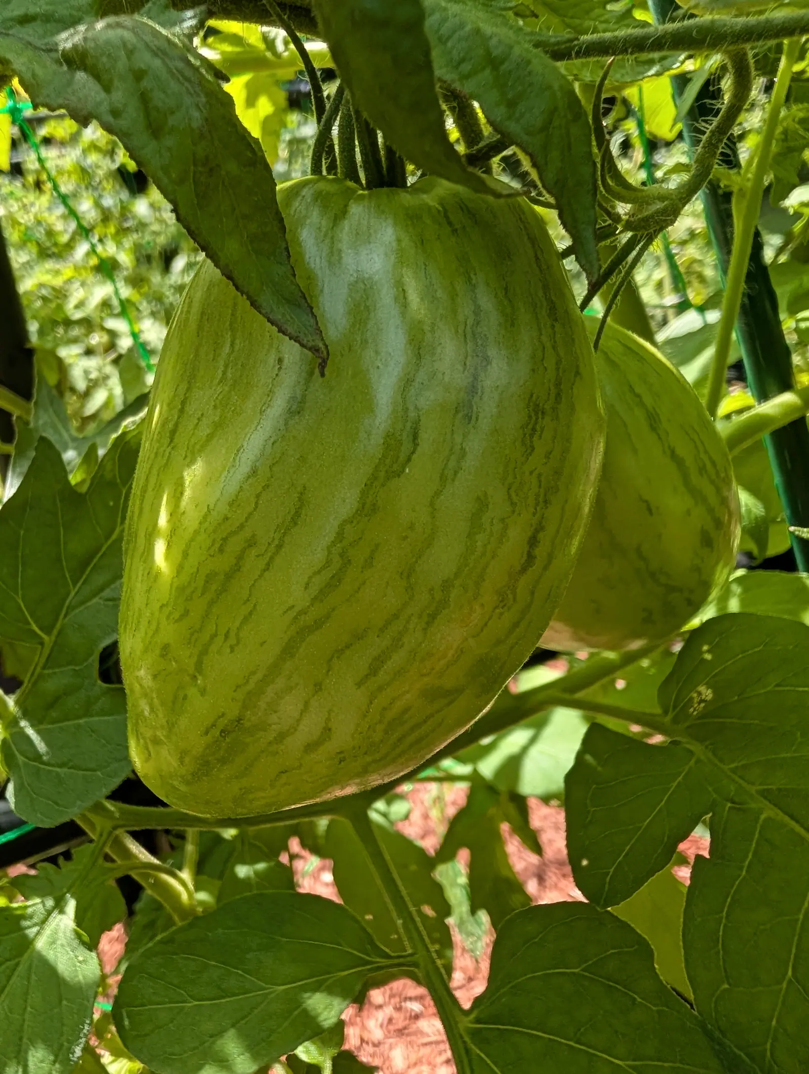 A Speckled Roman tomato on 20 July, its stripes feathering the full length of the fruit in dark green beneath the cuticle rather than lying on it, the one behind already breaking up into gray mottle, a leaf across its shoulder dried black at the tip.