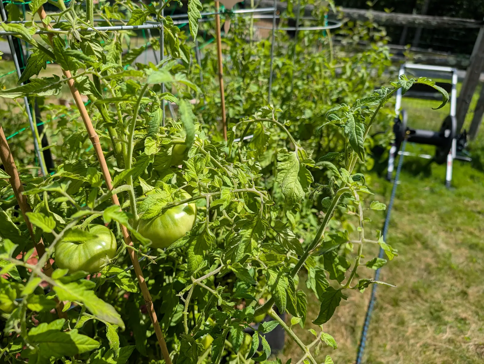Moskvich Heirloom tomatoes on 20 July, two flattened green globes furrowed deep across the shoulders and each holding one hard white highlight, low in a row that spills out over mown grass with a hose lying in a long curve beyond.