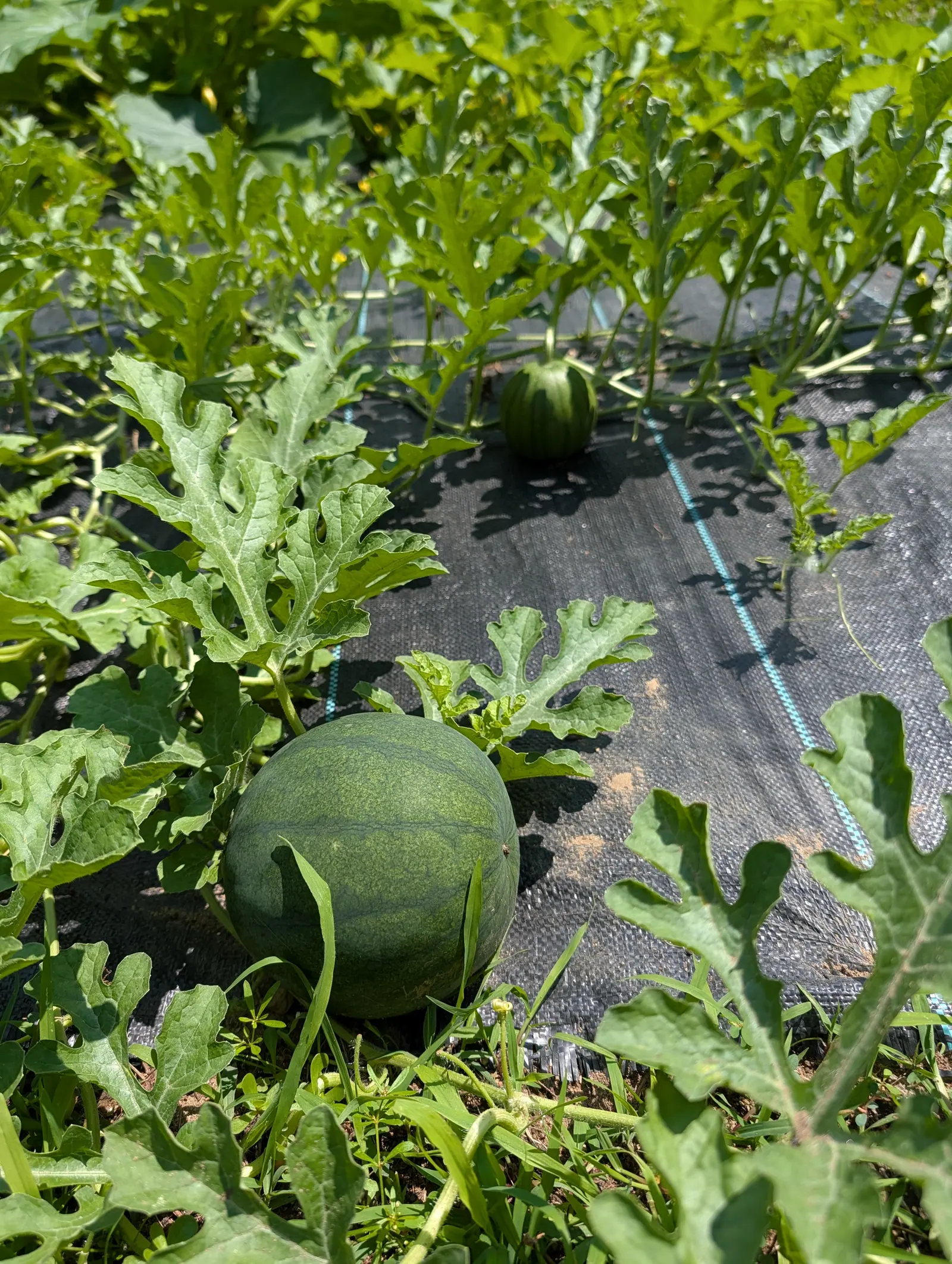 A Sugar Baby watermelon on 20 July, gone matte and dark with only a faint suture ringing it and the palest green marbling left in a net across the rind, a younger one behind it still boldly striped, both under sharp lacy leaf shadows.
