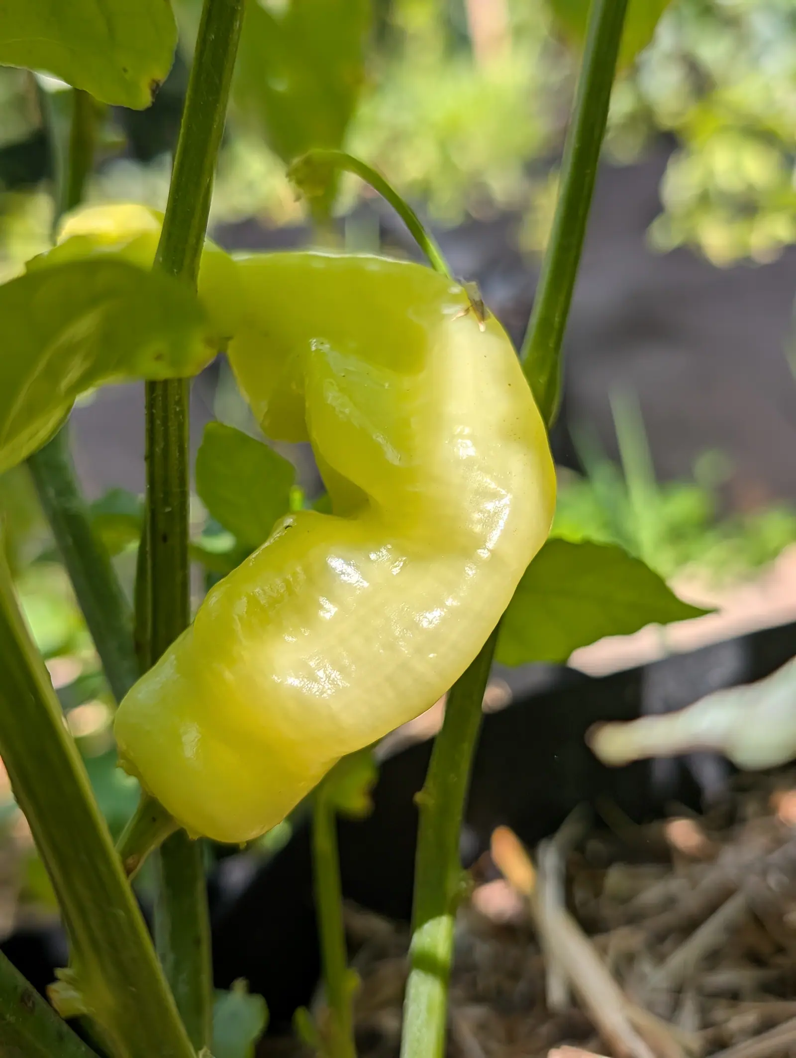 Cream-yellow with no green left anywhere on it, a Sugar Rush Peach pepper on 20 July kinked sharply below the shoulder and bent round like a comma, its skin quilted into soft ripples and shallow diagonal creases under a hard front light.