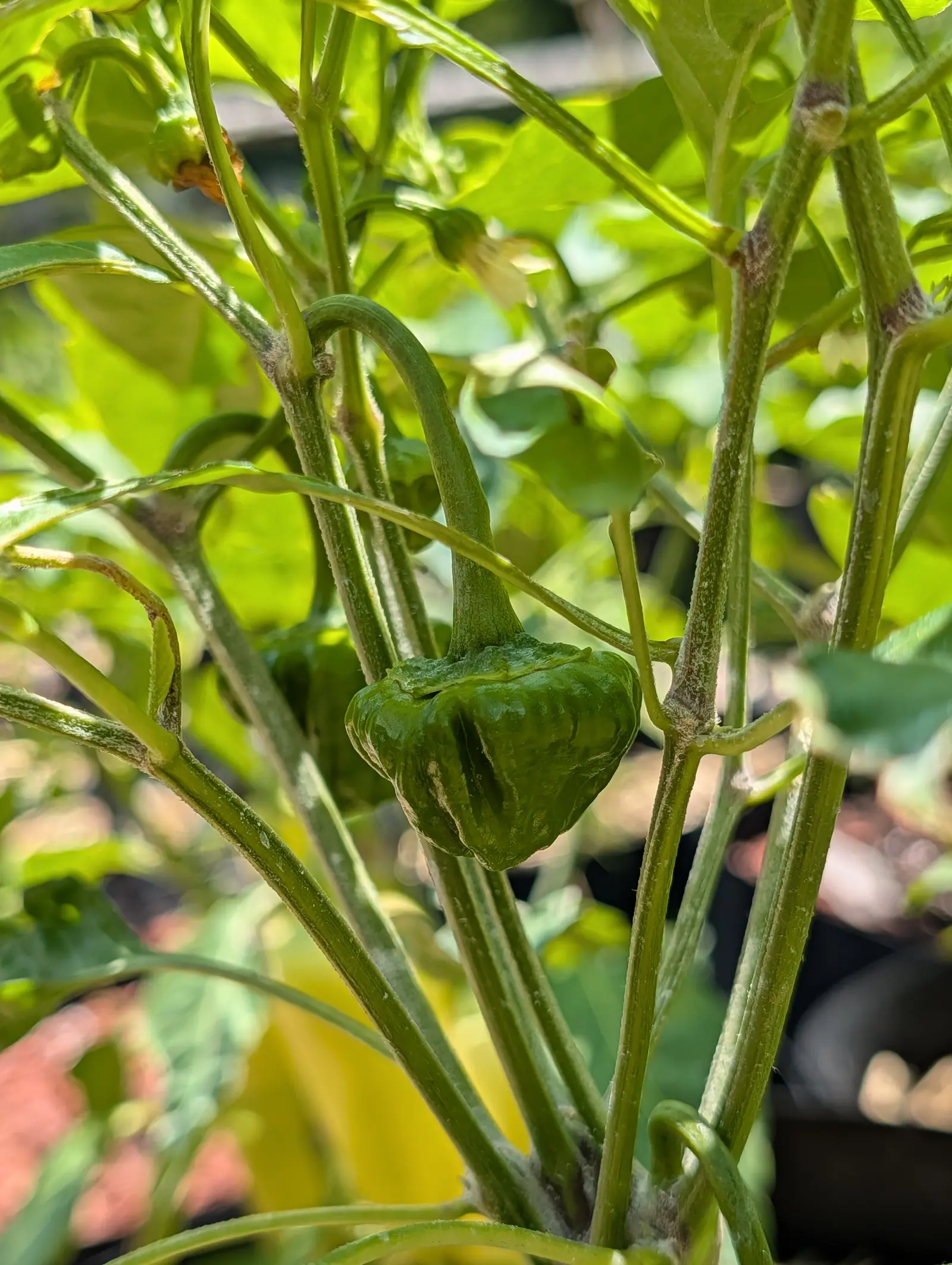 A Jamaican Yellow Mushroom pepper on 20 July, still wholly green and pleated into deep lobes that give it a squat lantern outline, its calyx sitting on top like a cap, hard sun picking out every ridge and blowing the leaves above it to near-yellow.