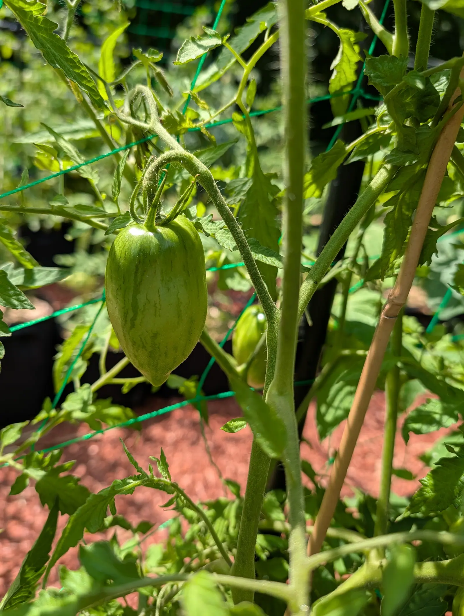 Twice as long as it is wide and drawn to a small pointed beak, a Speckled Roman tomato on 20 July carries darker stripes that wander and break rather than run clean, strongest low down, the whole skin furred and finely dotted in noon sun.